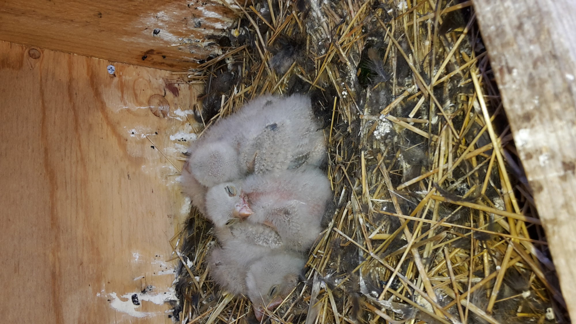 Valokuvaaja: Ossi  Toivonen