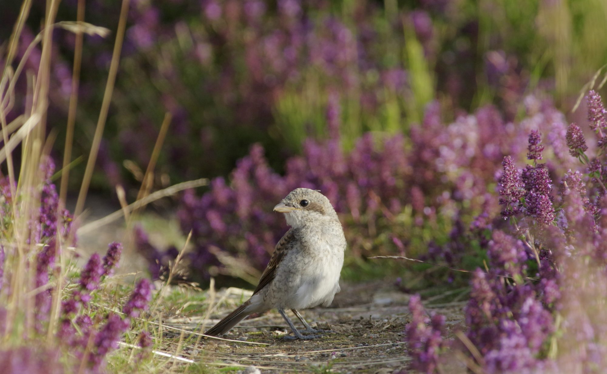 Valokuvaaja: Heikki Heinonen