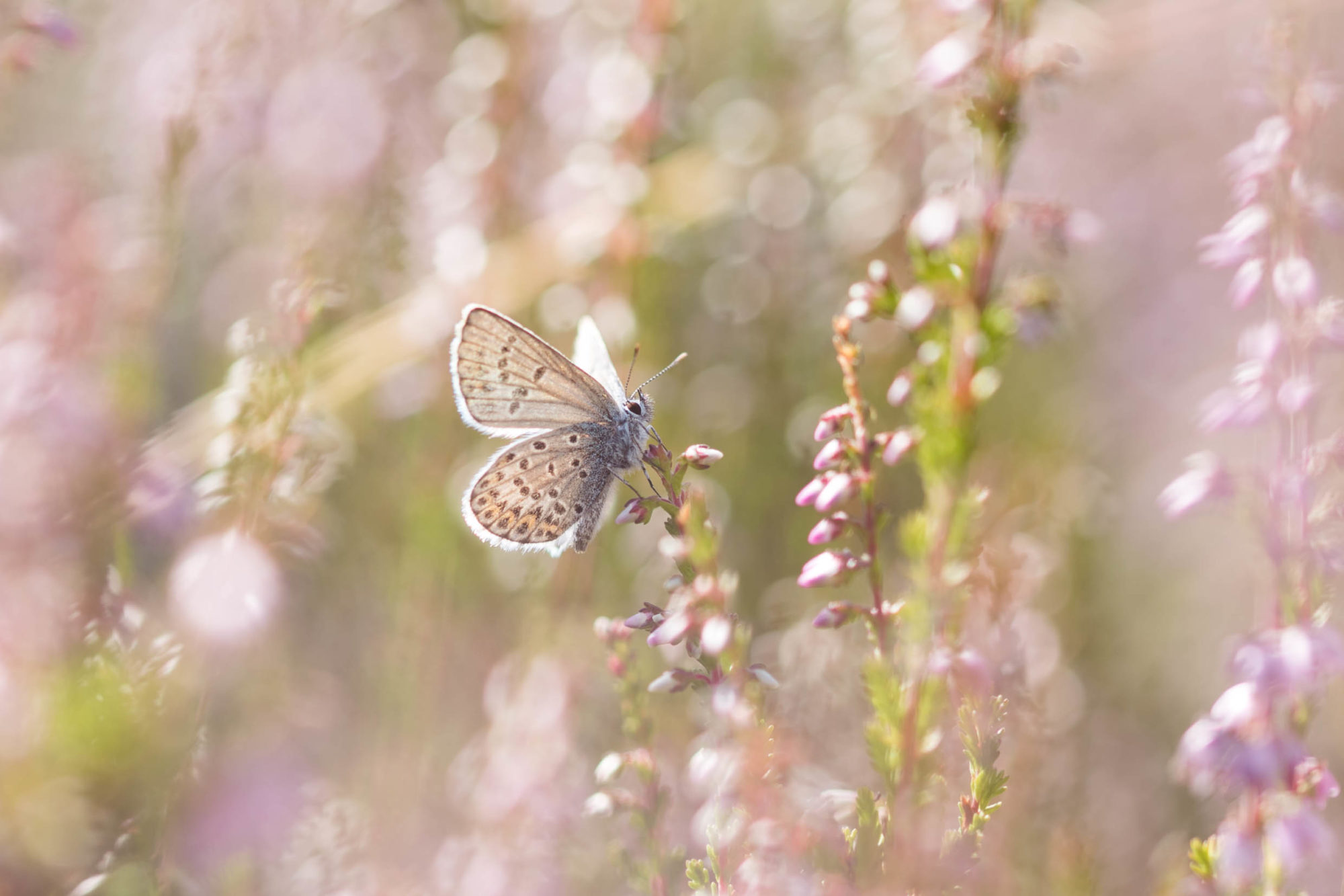 Valokuvaaja: Anne Patana
