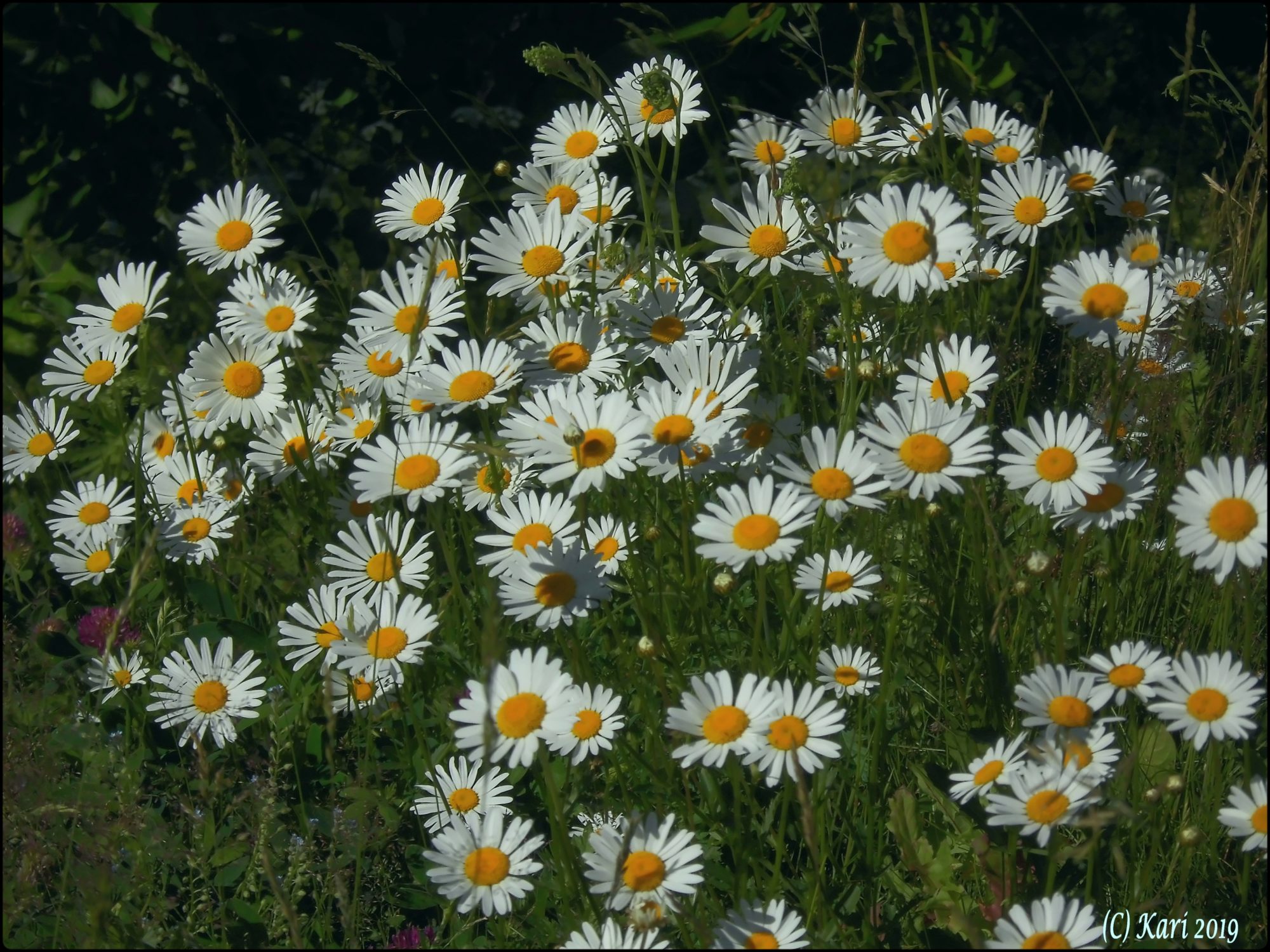 Valokuvaaja: Kari Saarinen