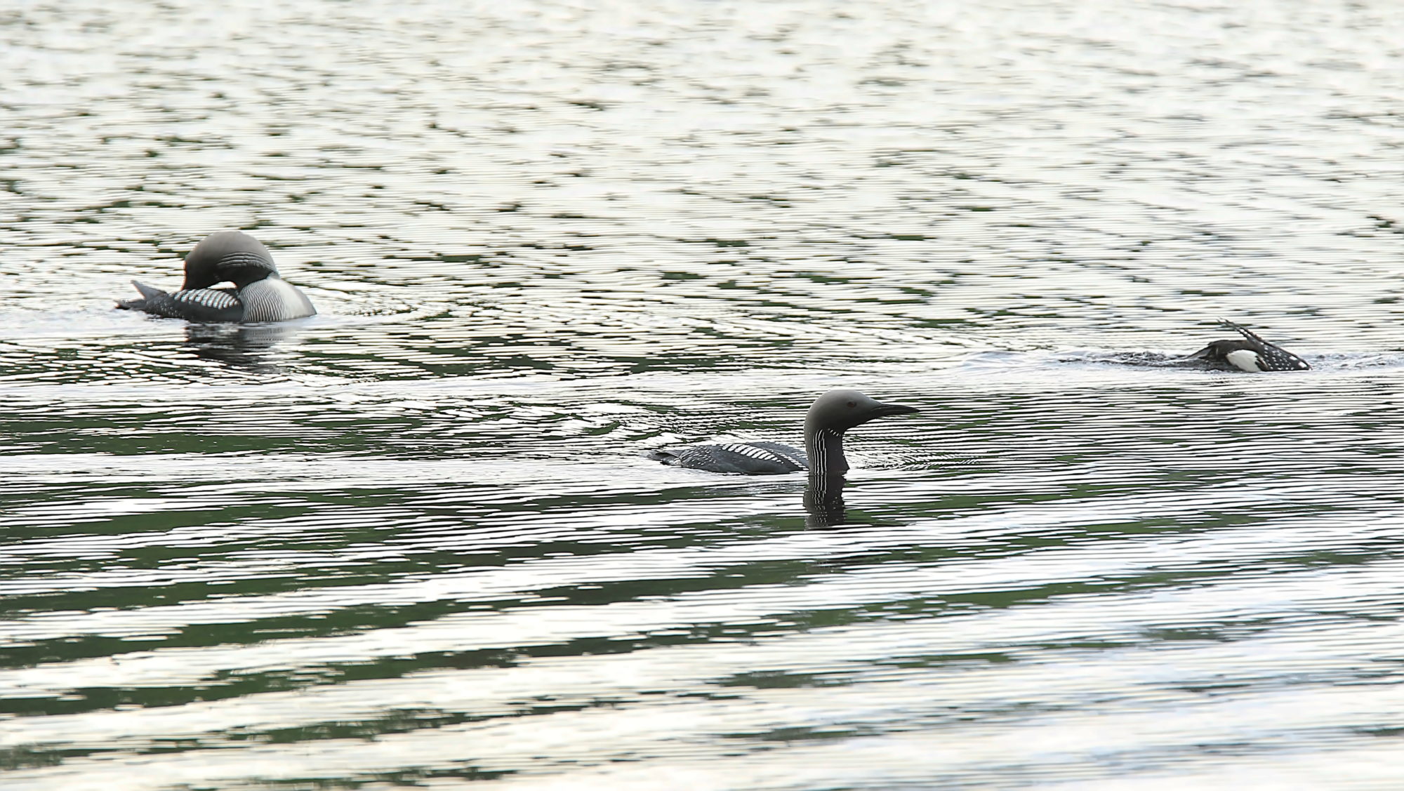 Valokuvaaja: reccu lehtonen