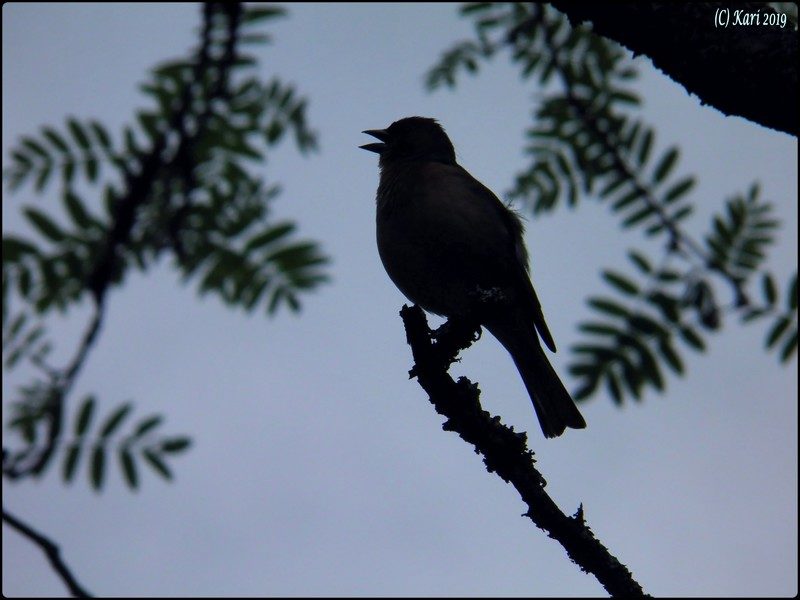 Valokuvaaja: Kari Saarinen