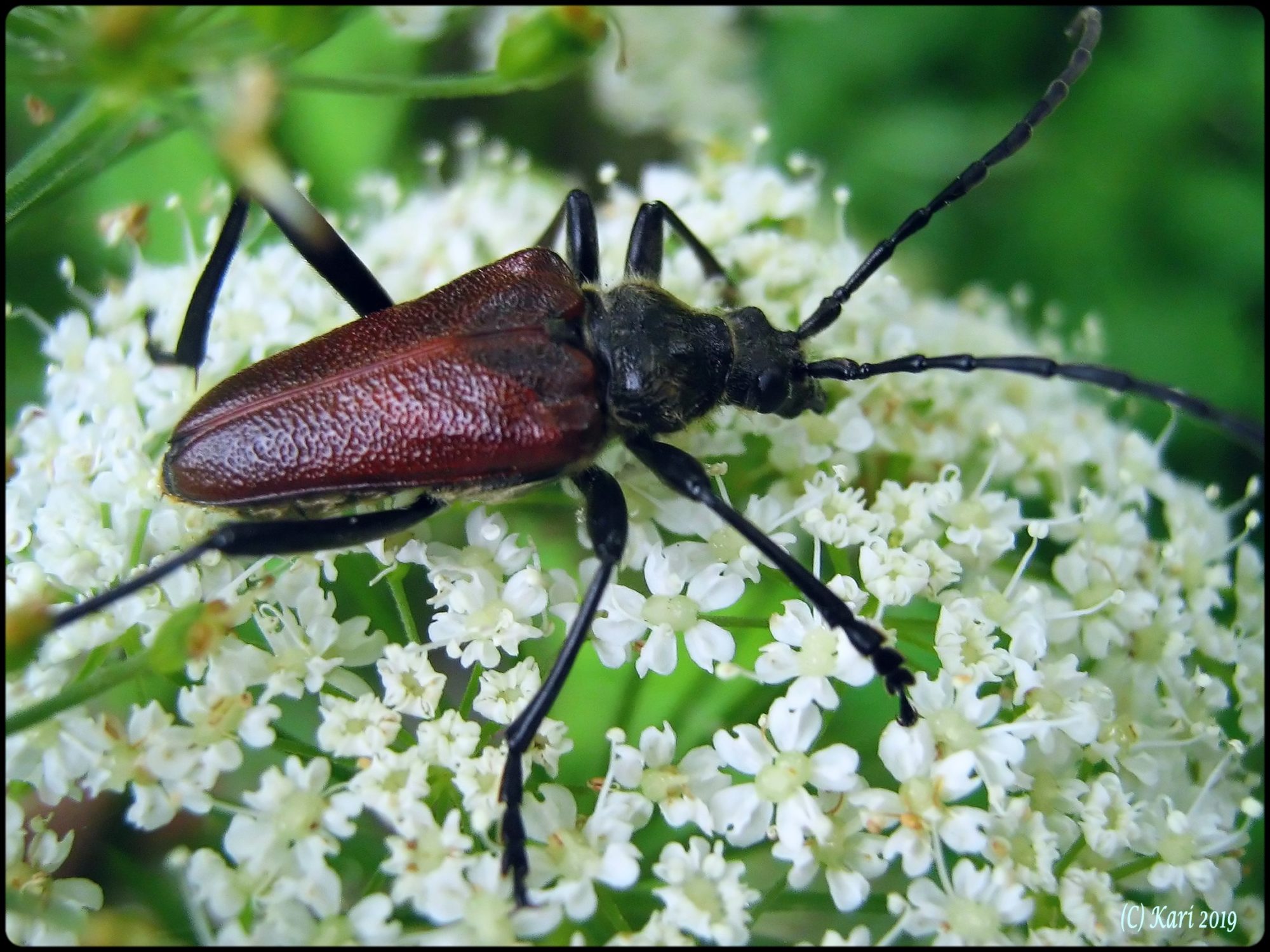 Valokuvaaja: Kari Saarinen