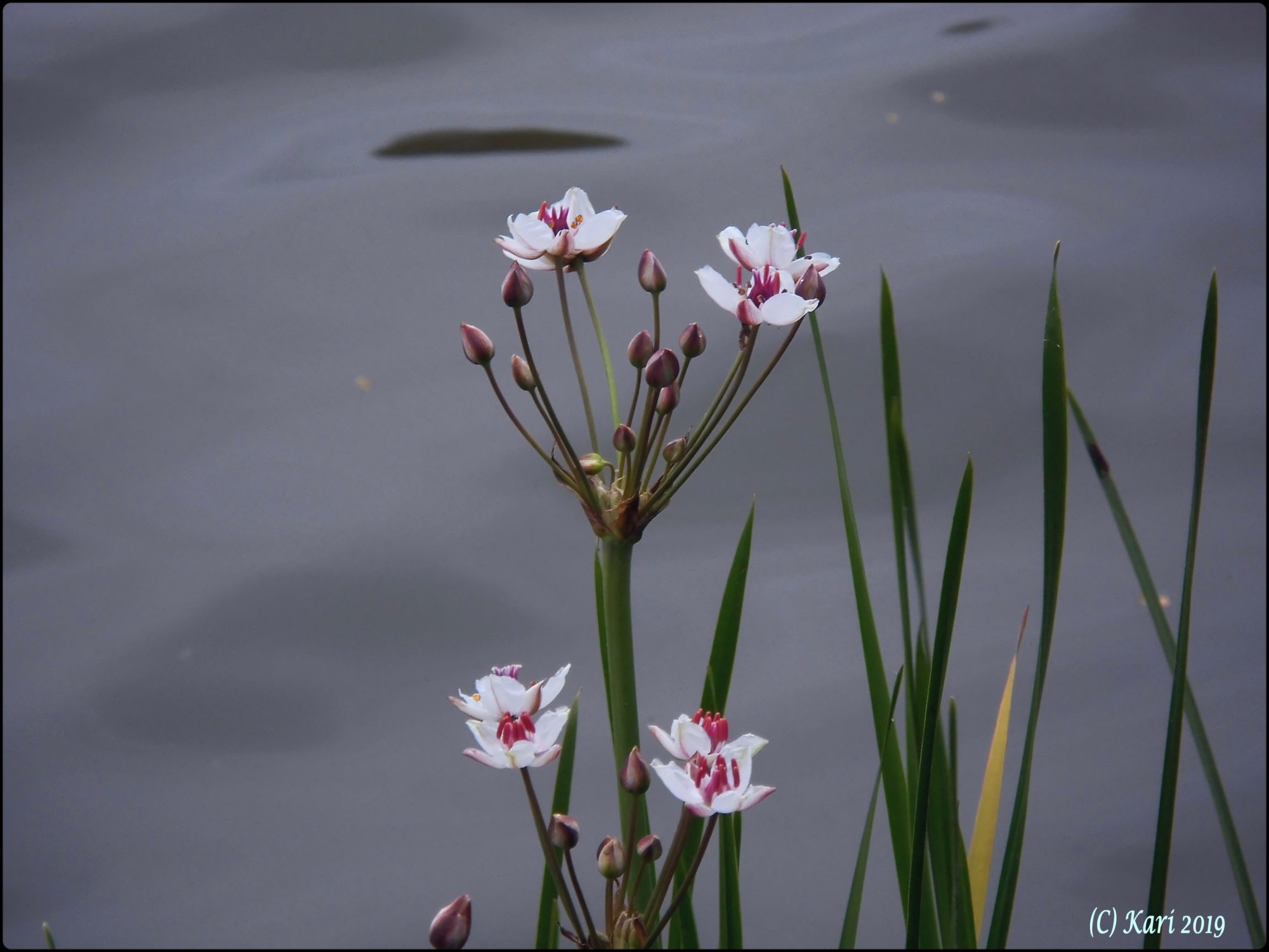 Valokuvaaja: Kari Saarinen