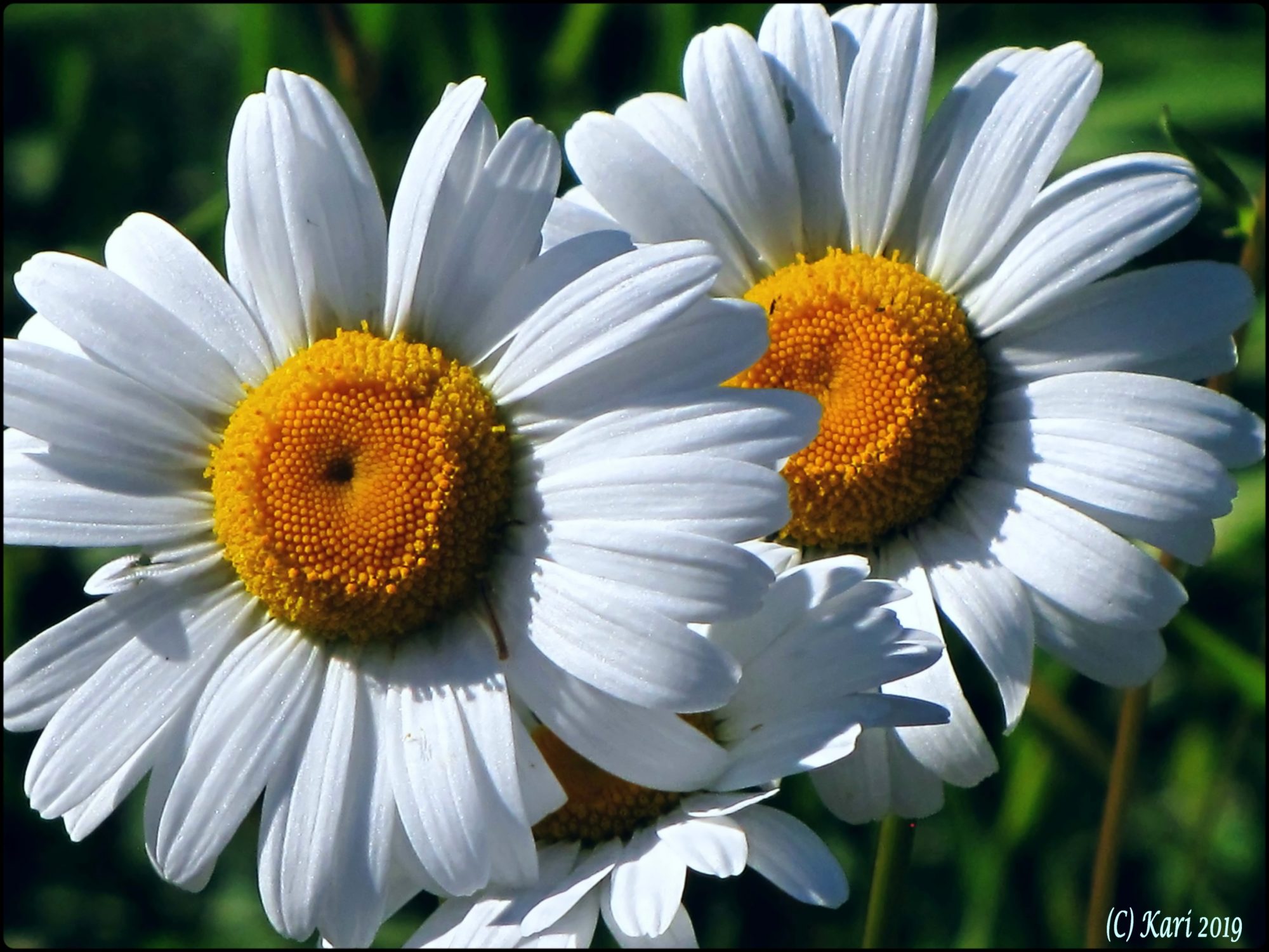 Valokuvaaja: Kari Saarinen