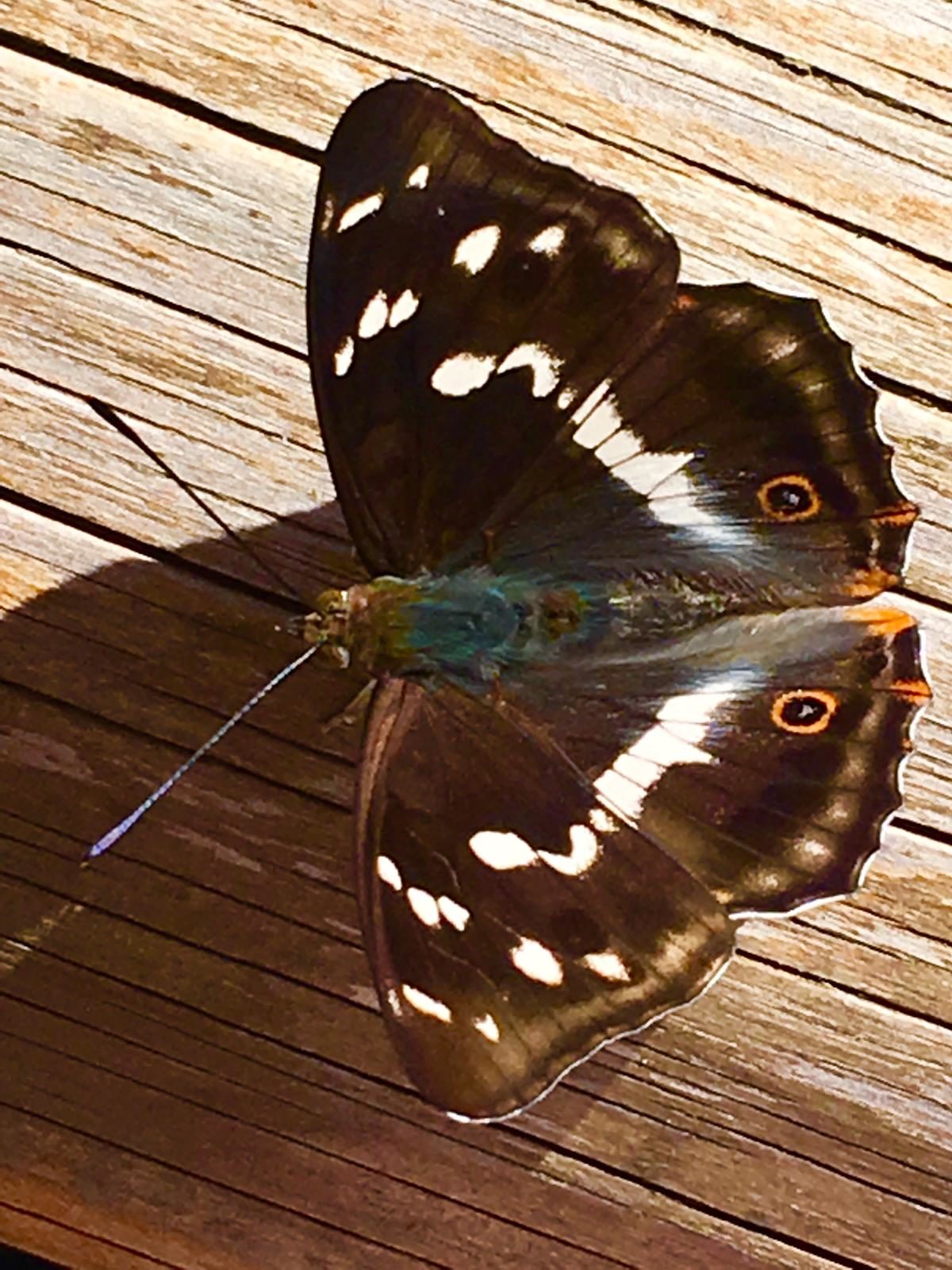 Valokuvaaja: Päivi Drews