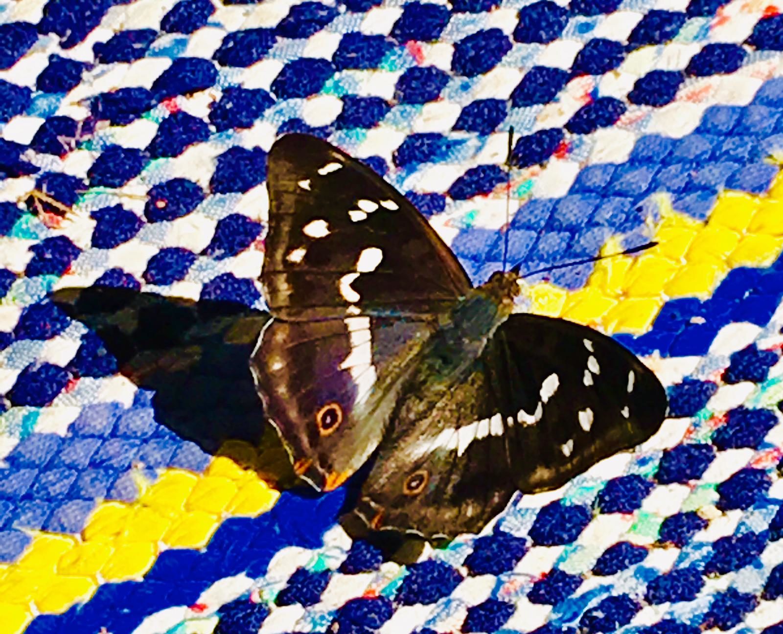 Valokuvaaja: Päivi Drews