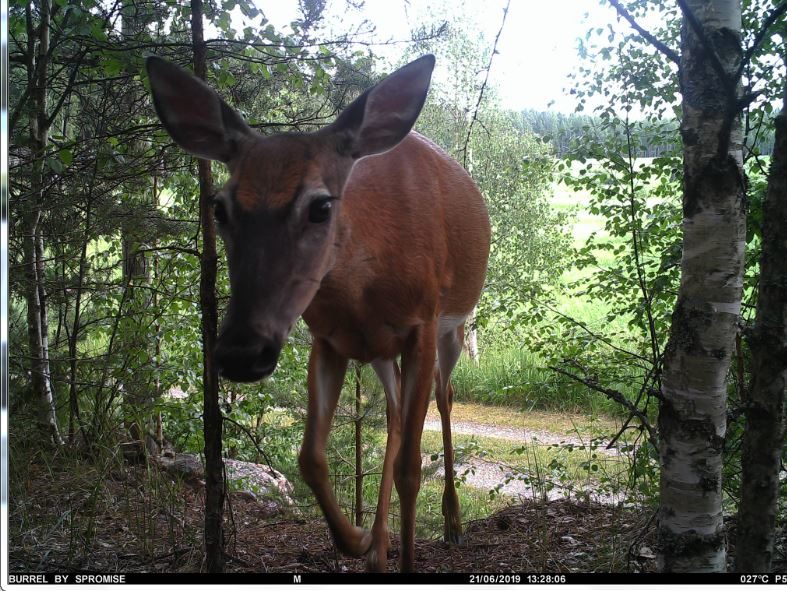 Valokuvaaja: Olavi Kangas Valokuvaaja: Olavi Kangas