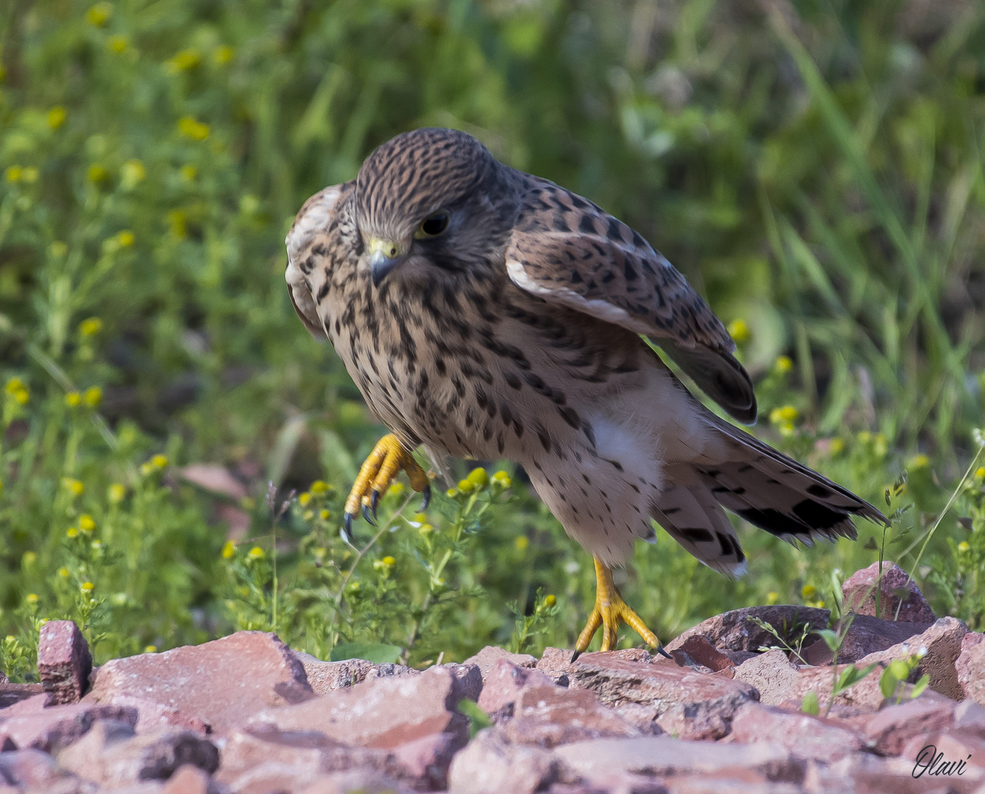 Valokuvaaja: Olavi Kangas