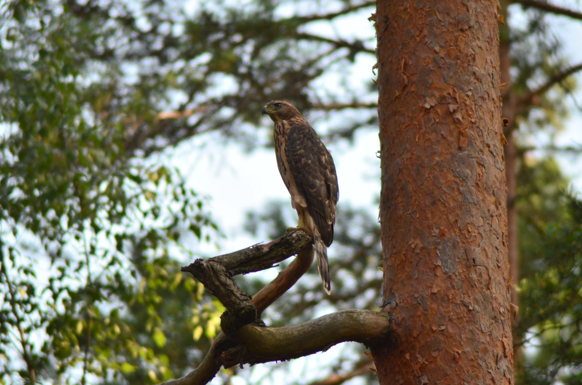 Valokuvaaja: Juho Simola