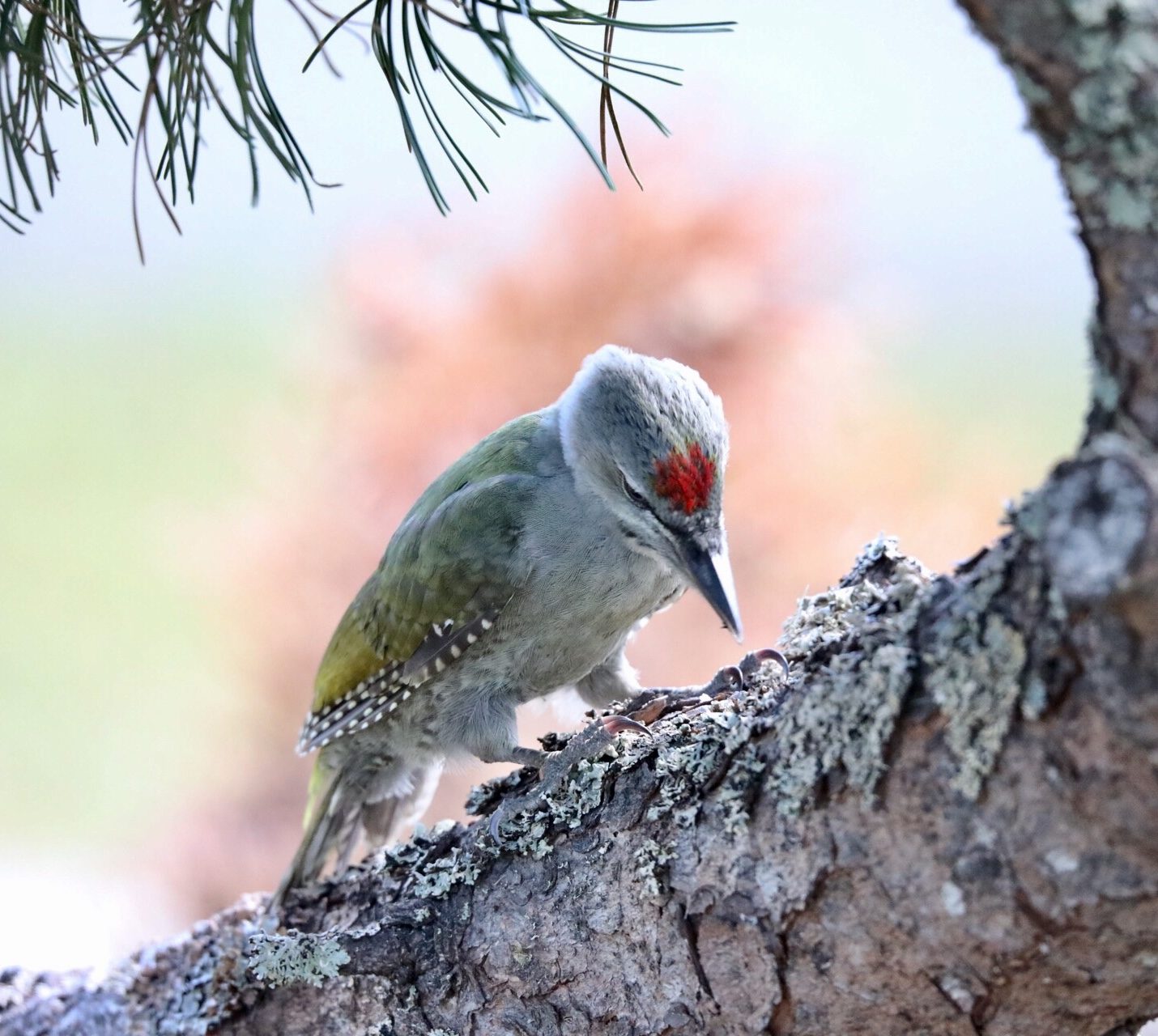 Valokuvaaja: Kristiina Korjonen-Kuusipuro