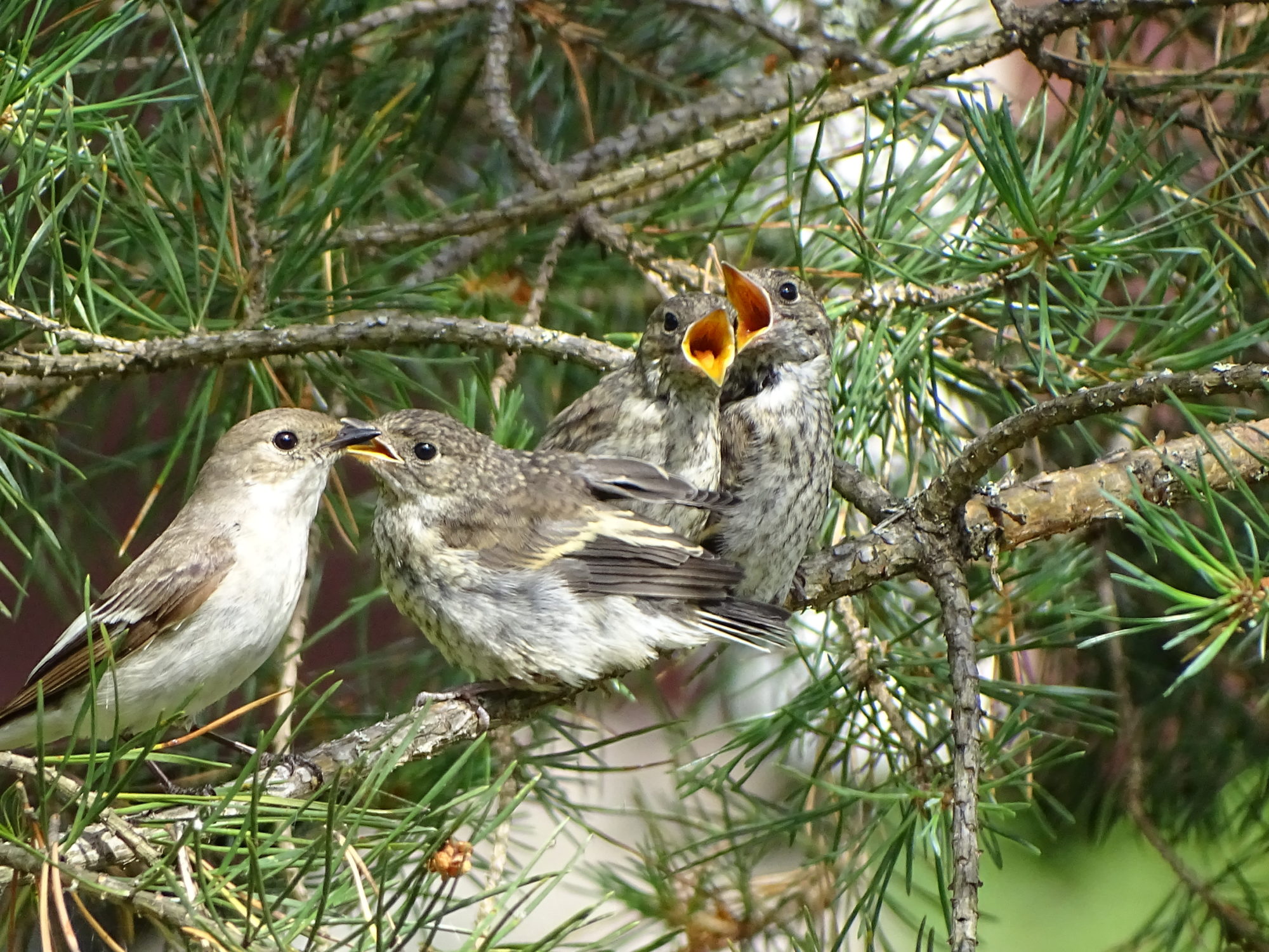 Valokuvaaja: Anni Tanner