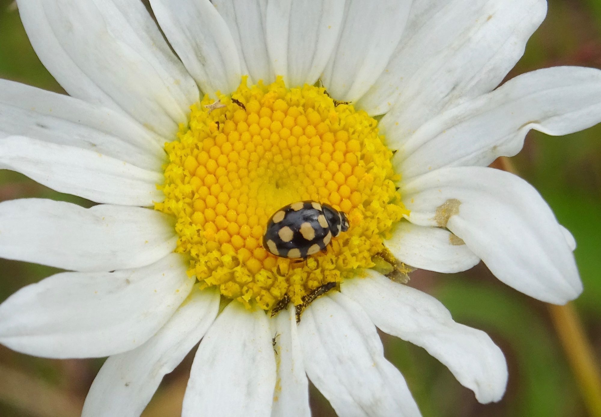 Valokuvaaja: Liisa Niiva-Korpela