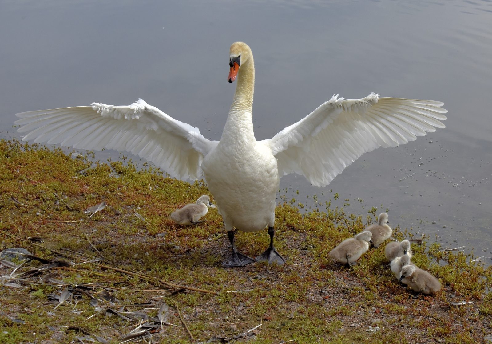 Valokuvaaja: Reijo Juurinen