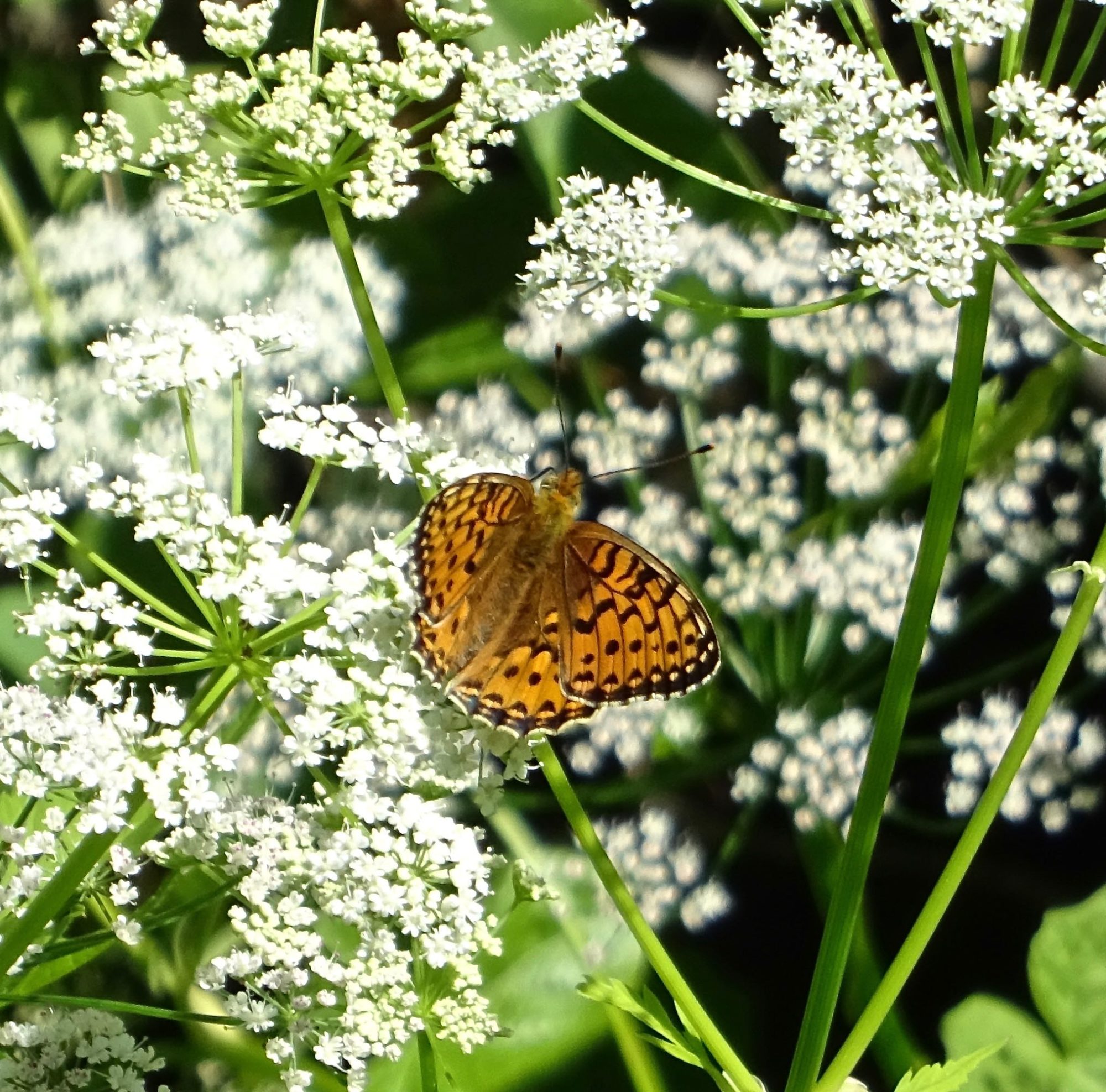 Valokuvaaja: Liisa Niiva-Korpela
