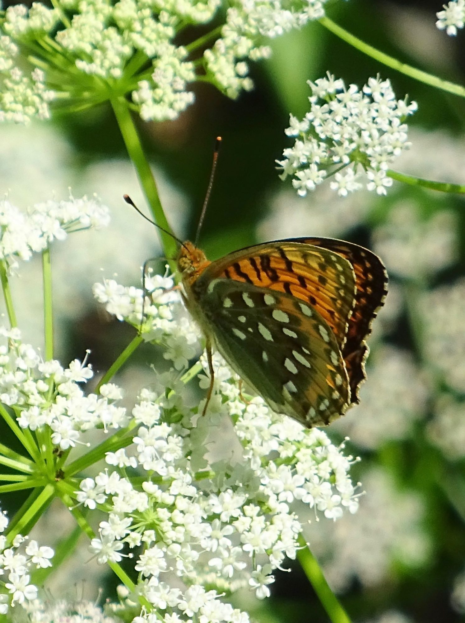 Valokuvaaja: Liisa Niiva-Korpela