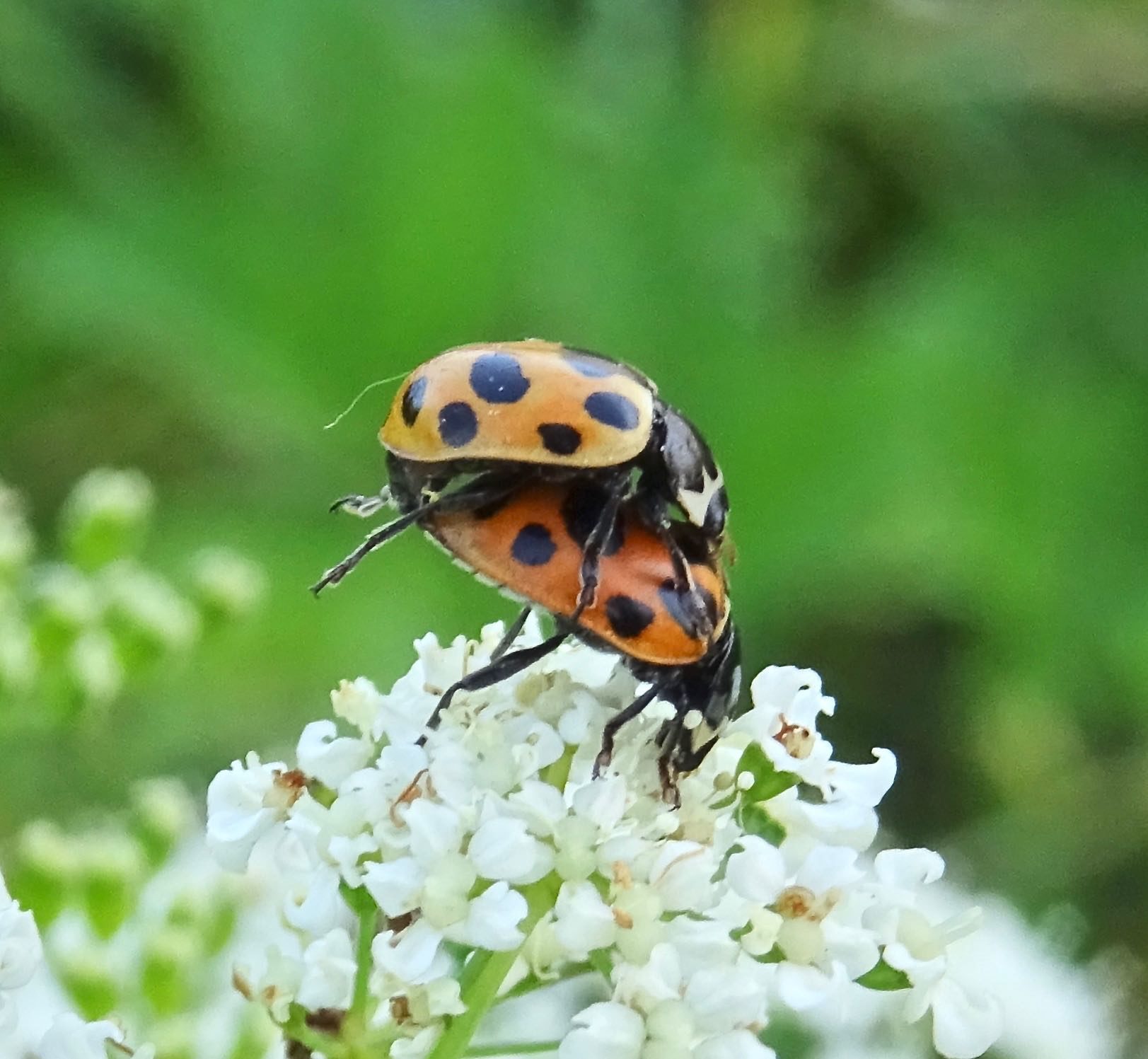 Valokuvaaja: Liisa Niiva-Korpela