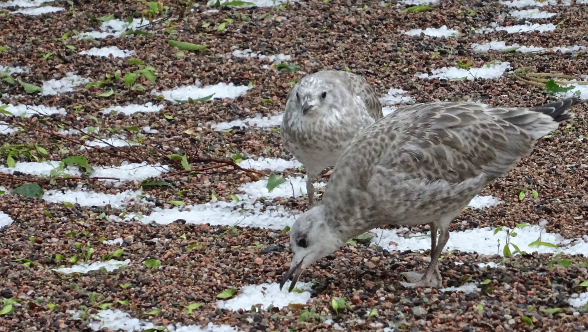 Valokuvaaja: Liisa Niiva-Korpela