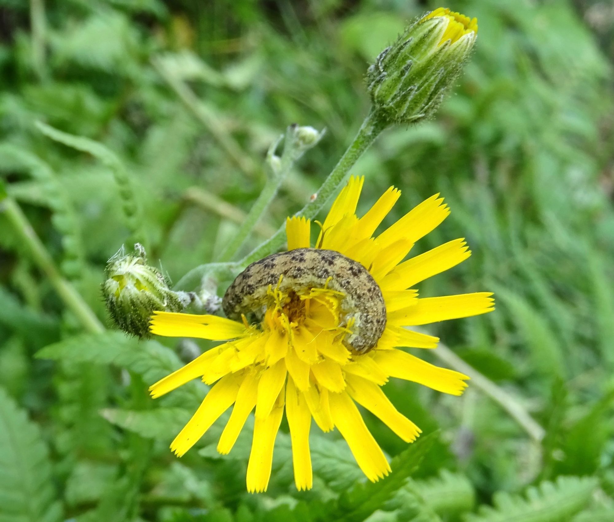 Valokuvaaja: Liisa Niiva-Korpela