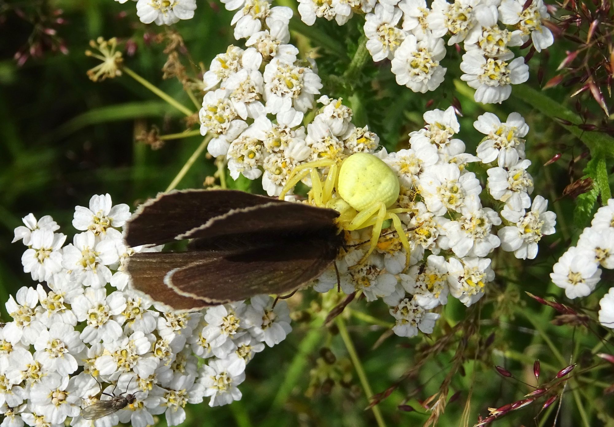 Valokuvaaja: Liisa Niiva-Korpela