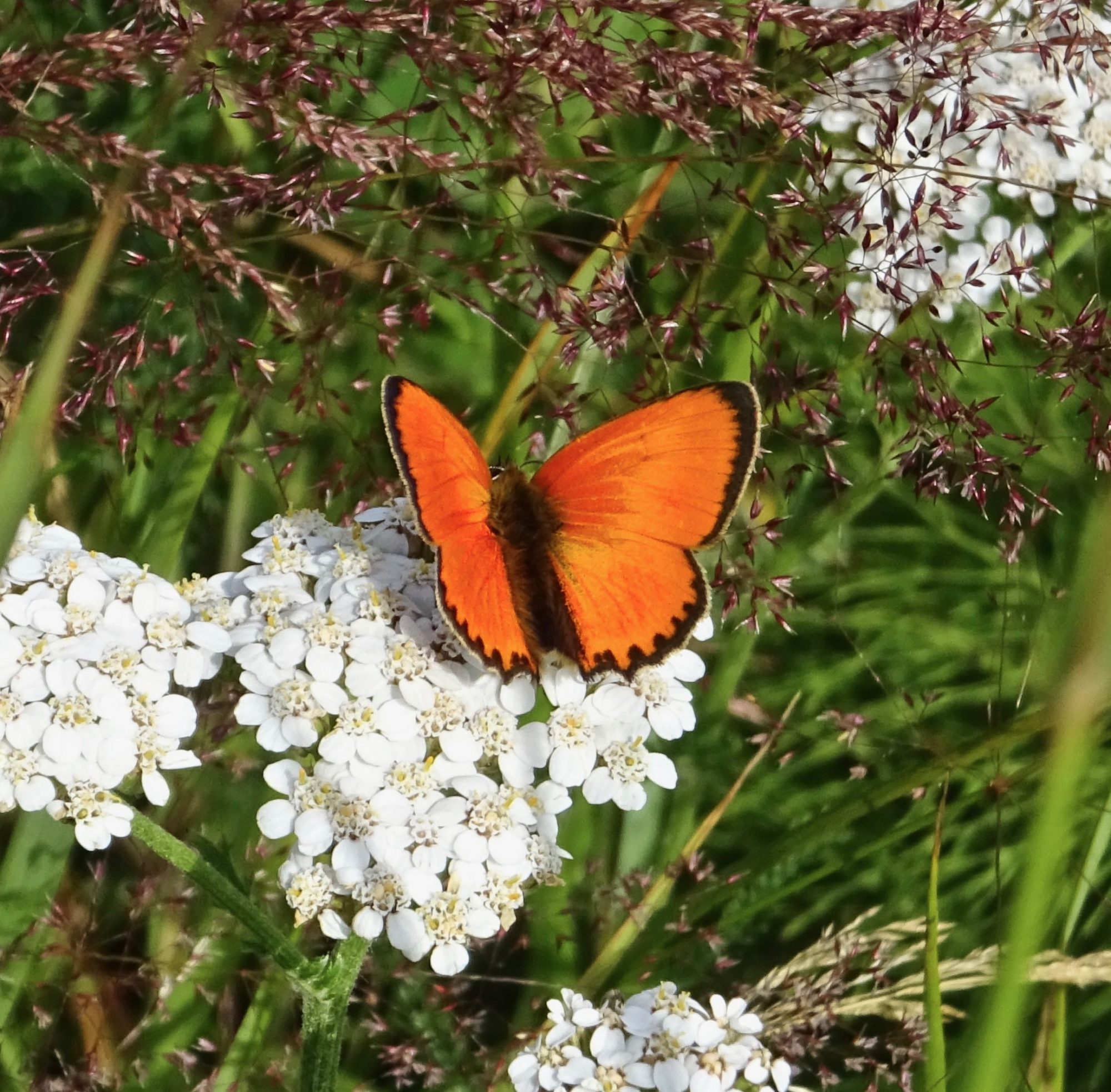 Valokuvaaja: Liisa Niiva-Korpela