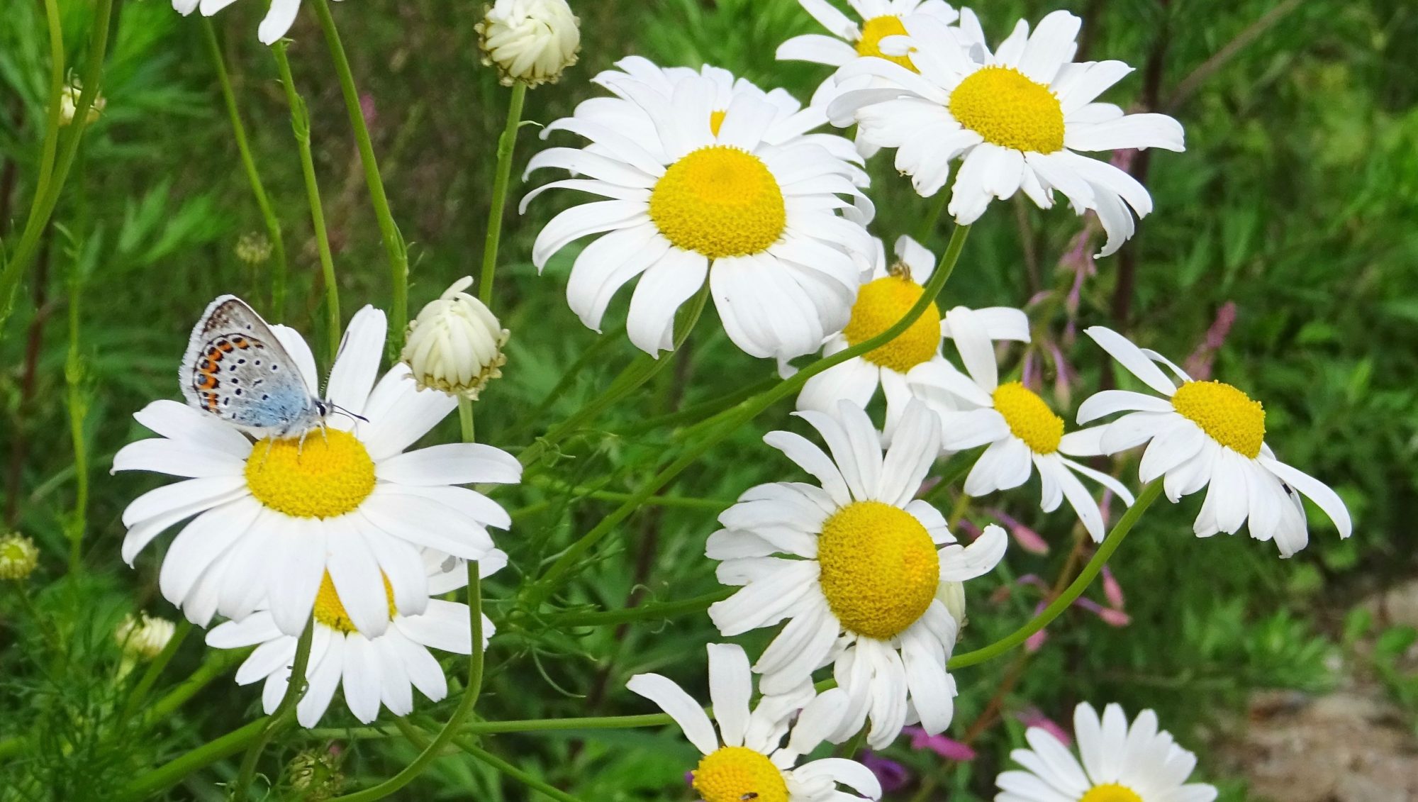 Valokuvaaja: Liisa Niiva-Korpela