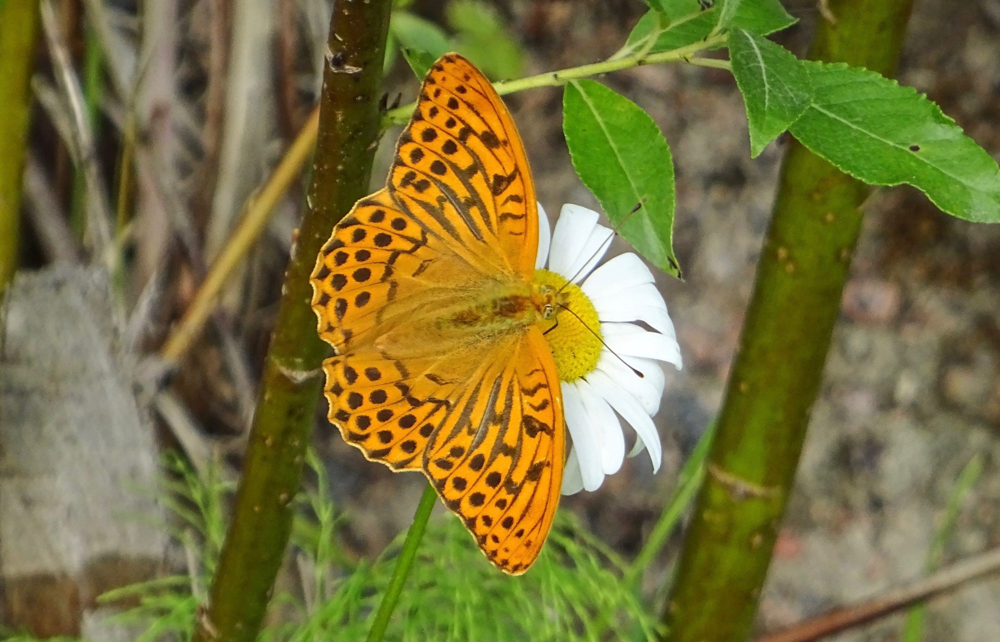 Valokuvaaja: Liisa Niiva-Korpela
