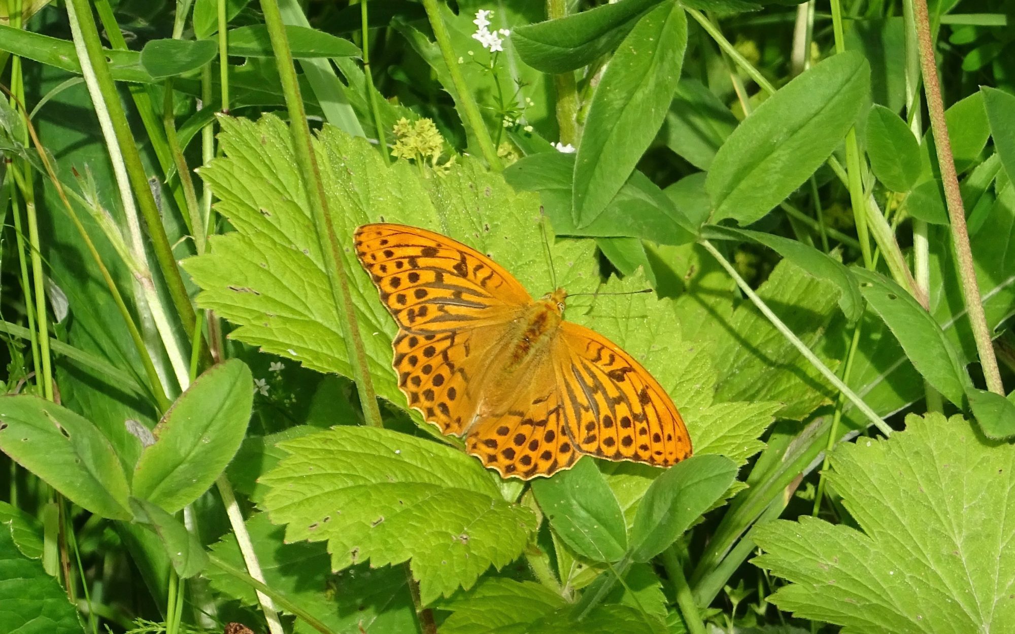 Valokuvaaja: Liisa Niiva-Korpela