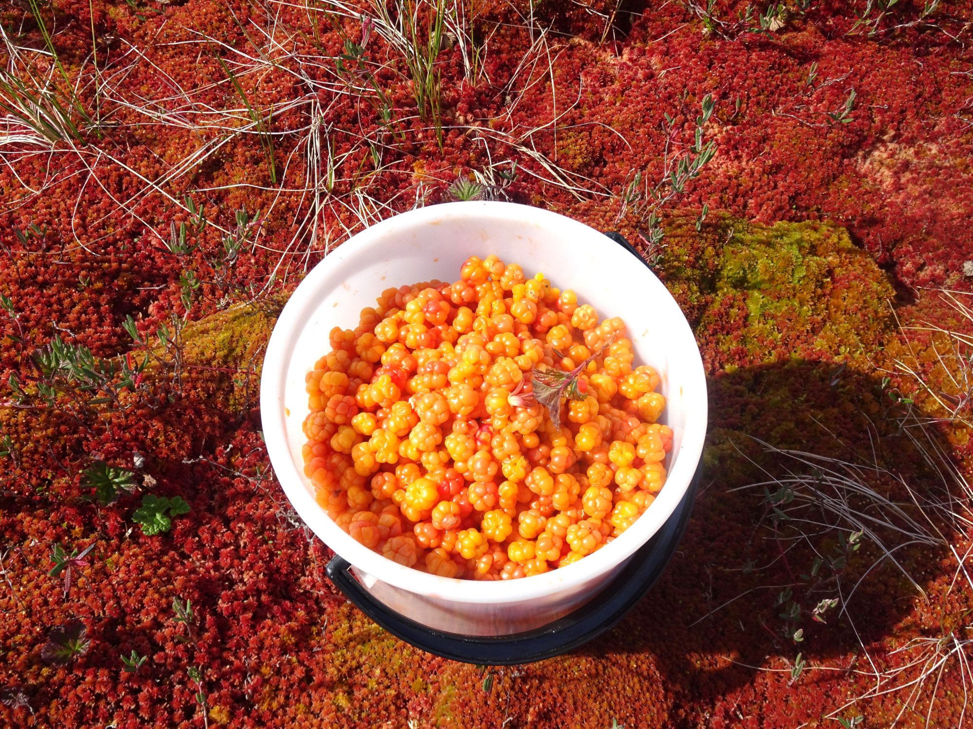 Valokuvaaja: Irja Lehtinen