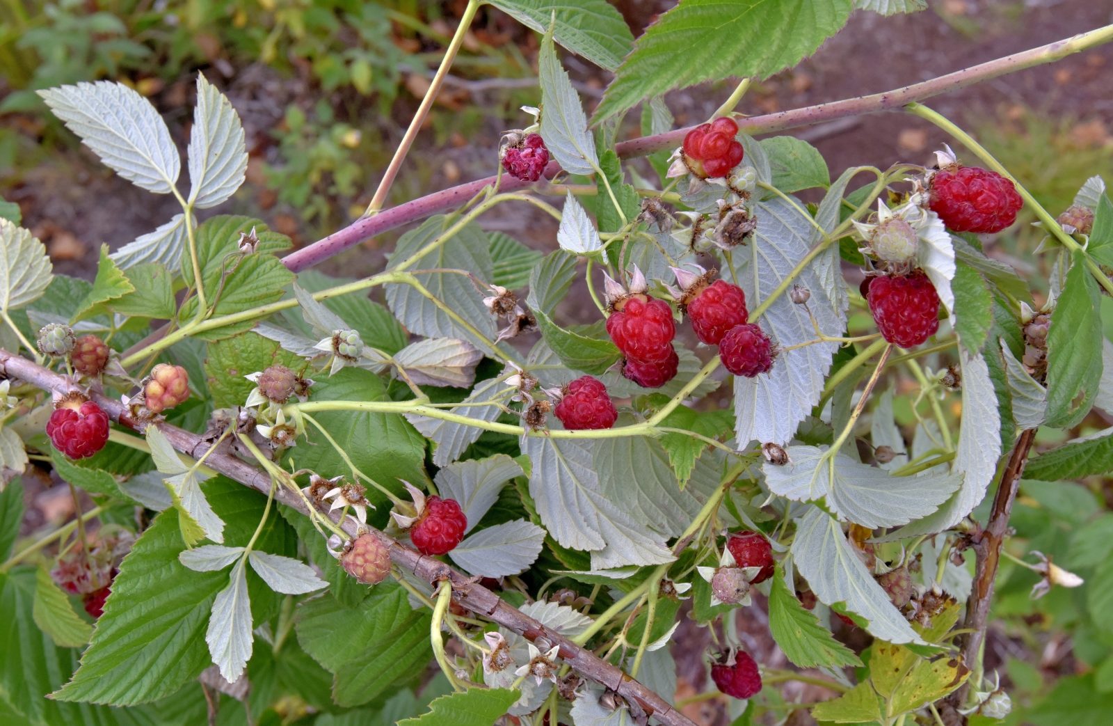 Valokuvaaja: Reijo Juurinen