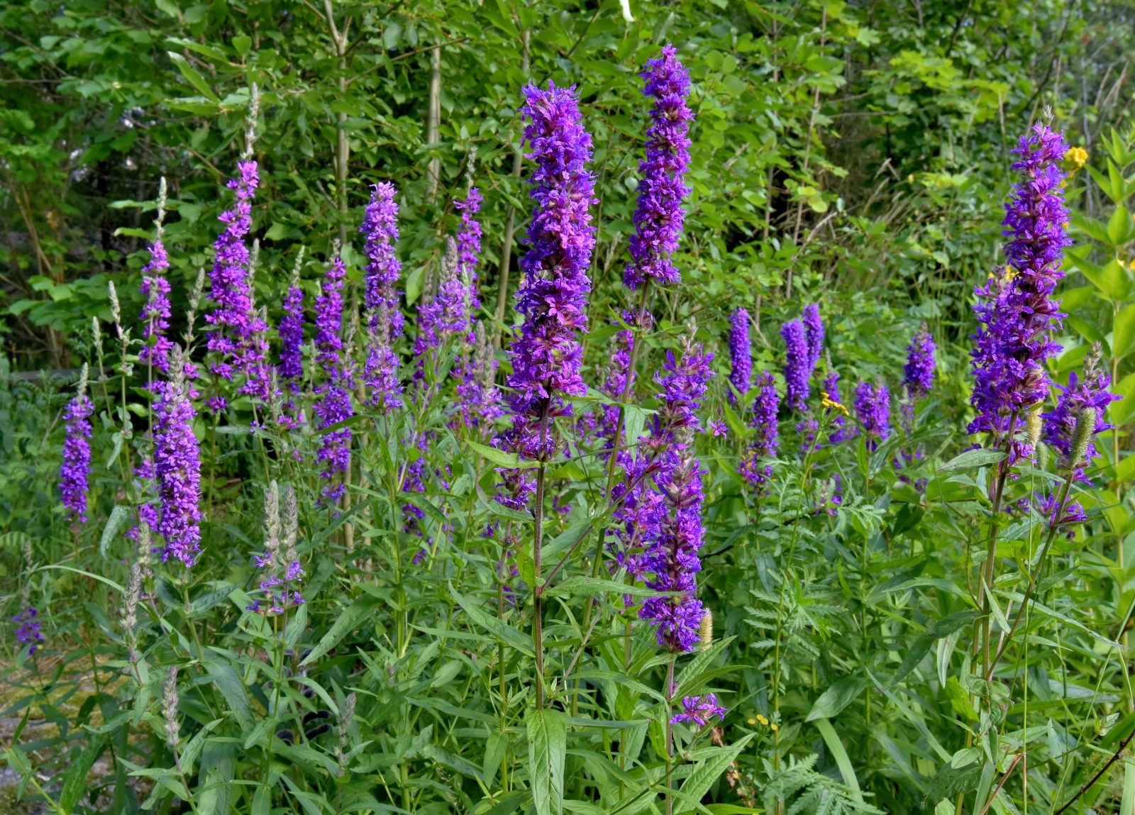 Valokuvaaja: Reijo Juurinen