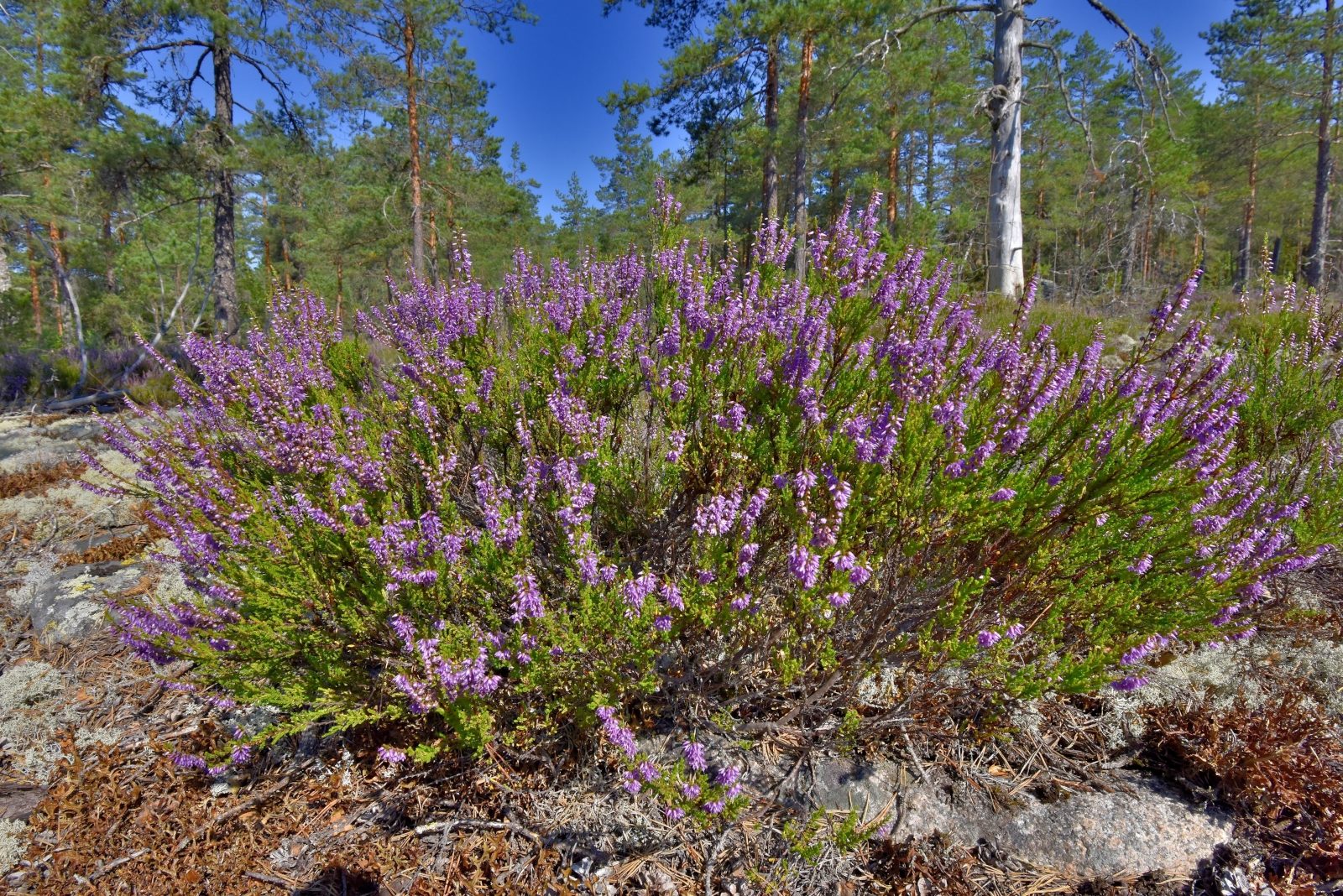 Valokuvaaja: Reijo Juurinen