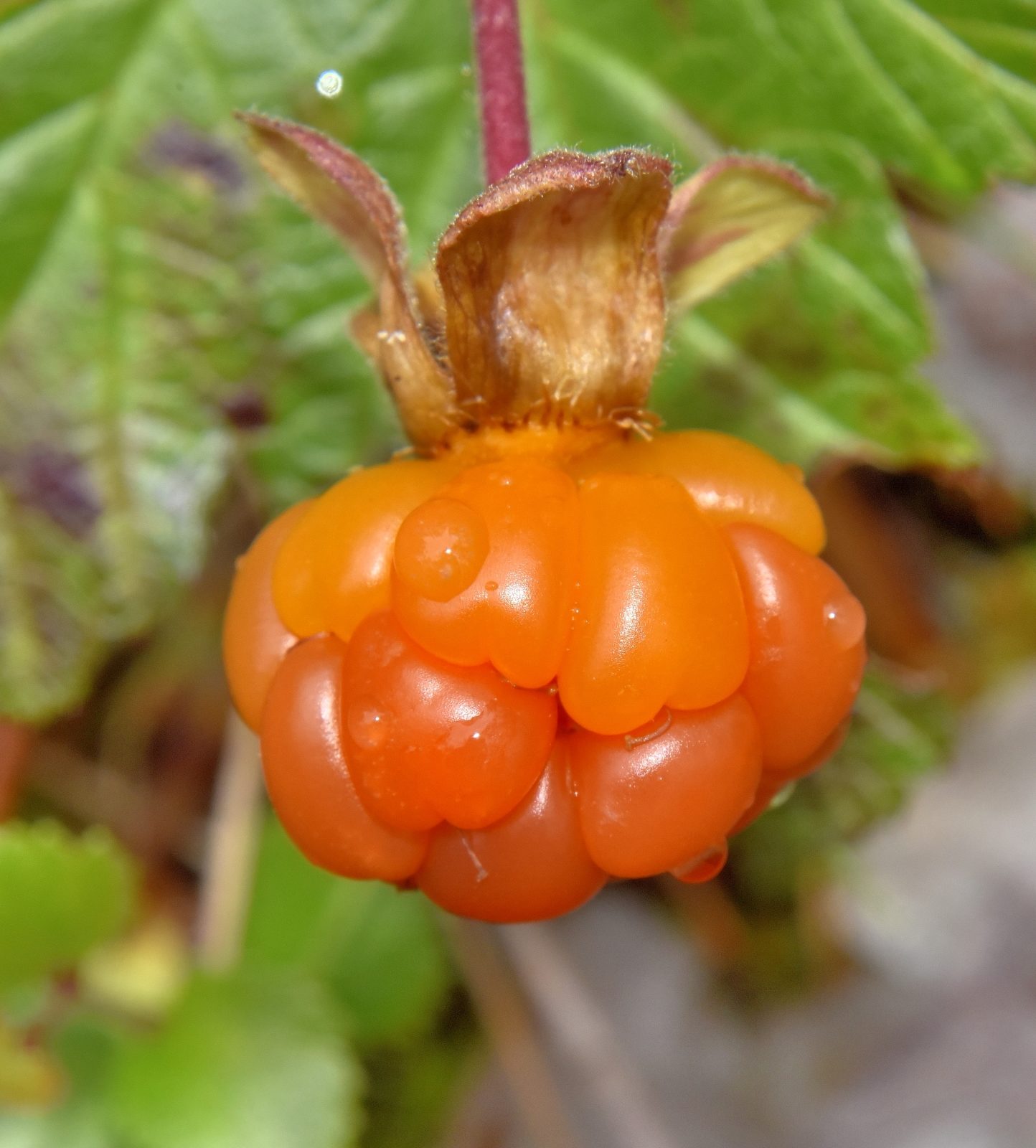 Valokuvaaja: Reijo Juurinen