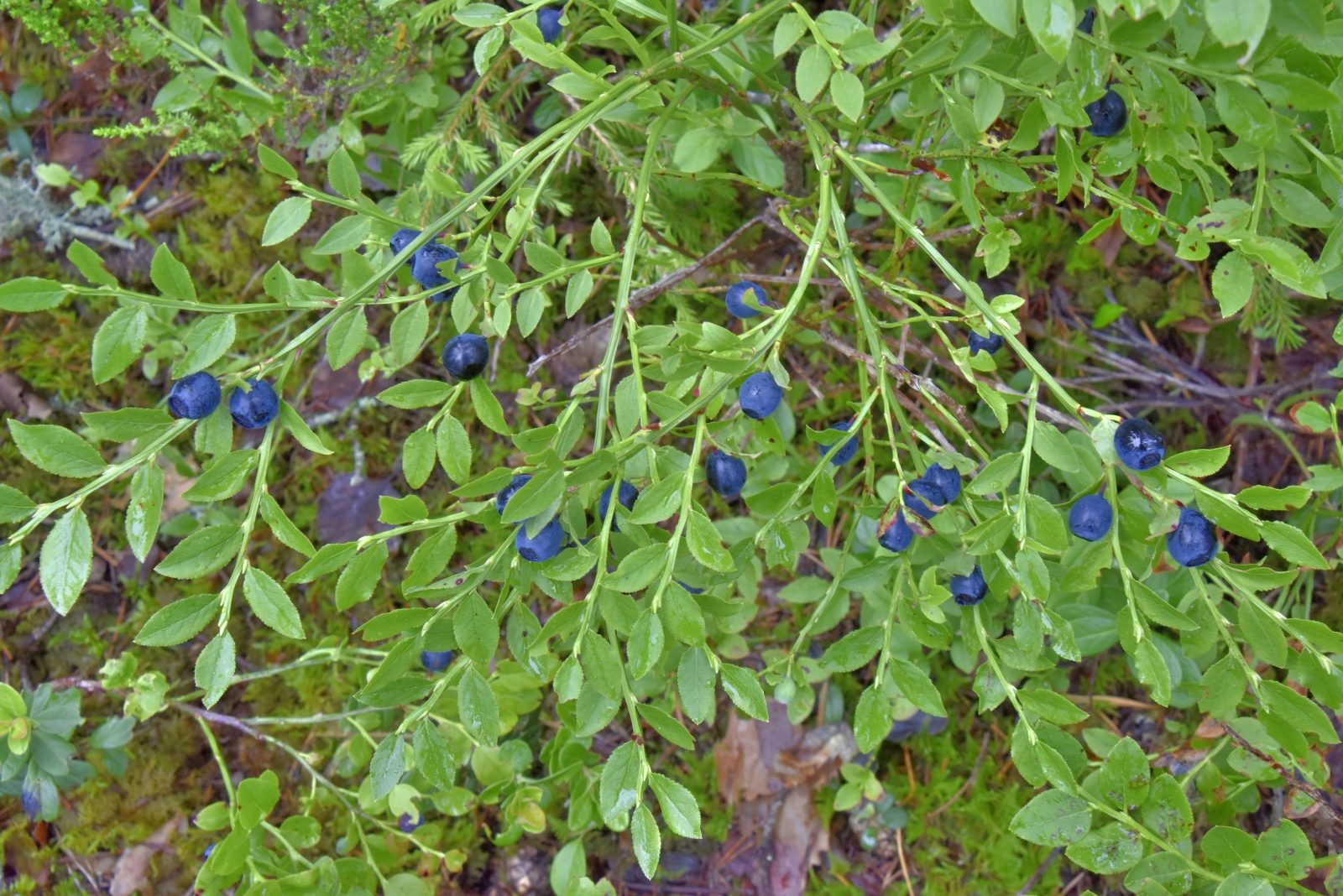 Valokuvaaja: Reijo Juurinen