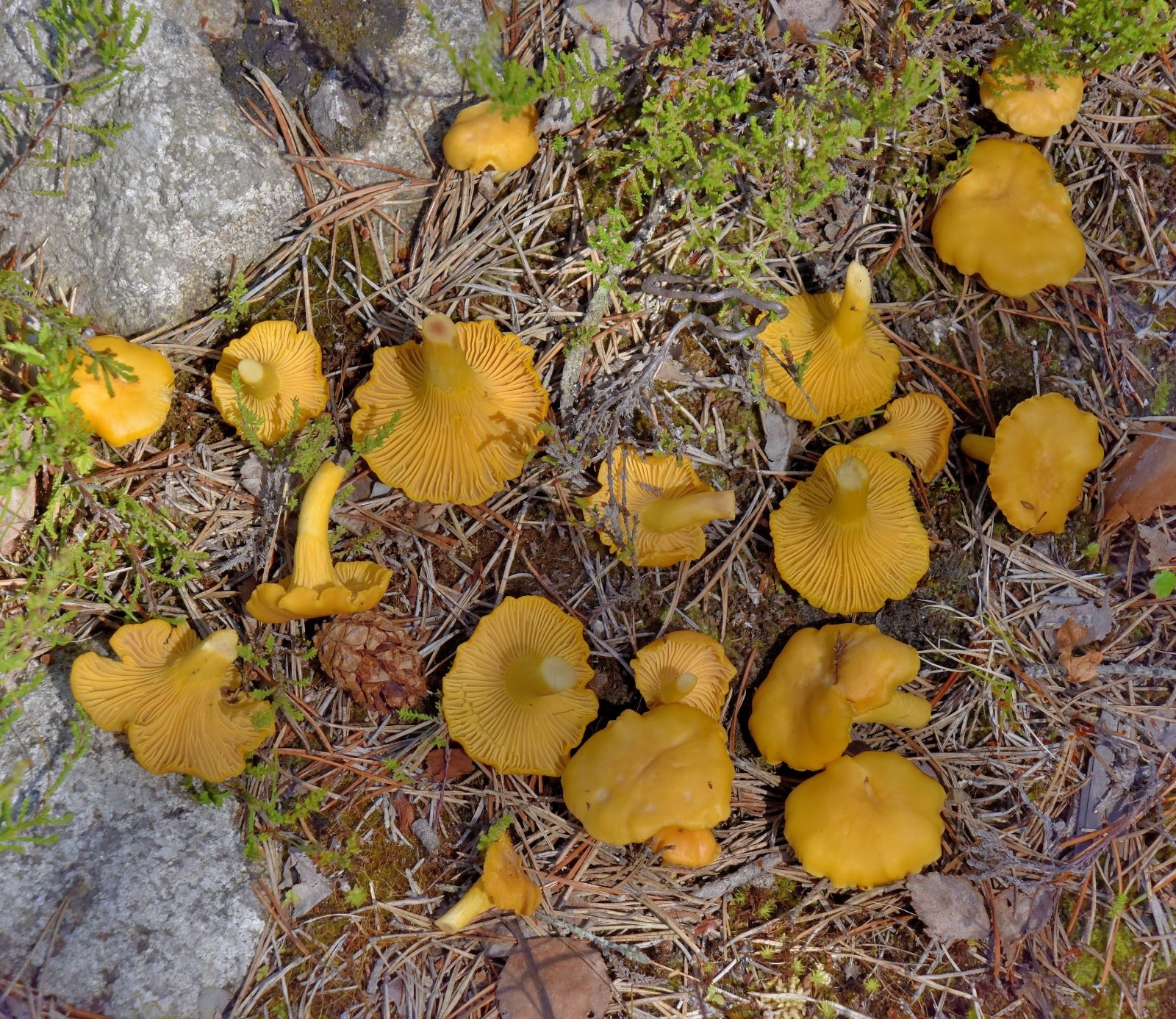 Valokuvaaja: Reijo Juurinen Valokuvaaja: Reijo Juurinen