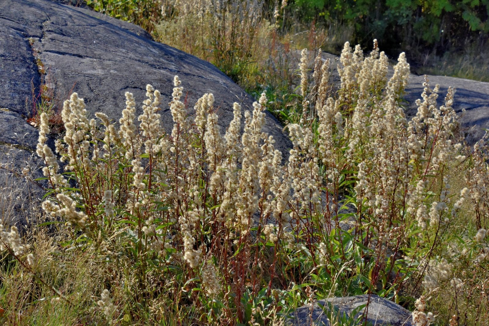 Valokuvaaja: Reijo Juurinen