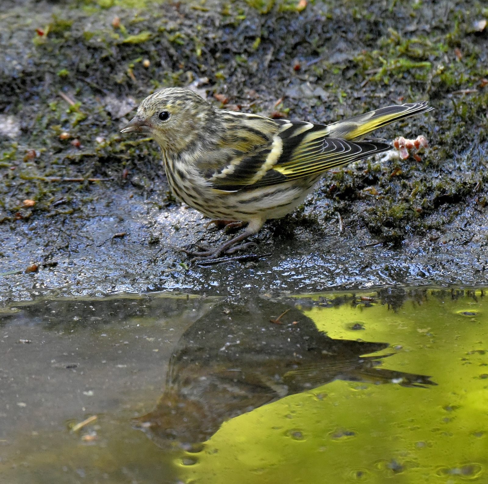 Valokuvaaja: Reijo Juurinen