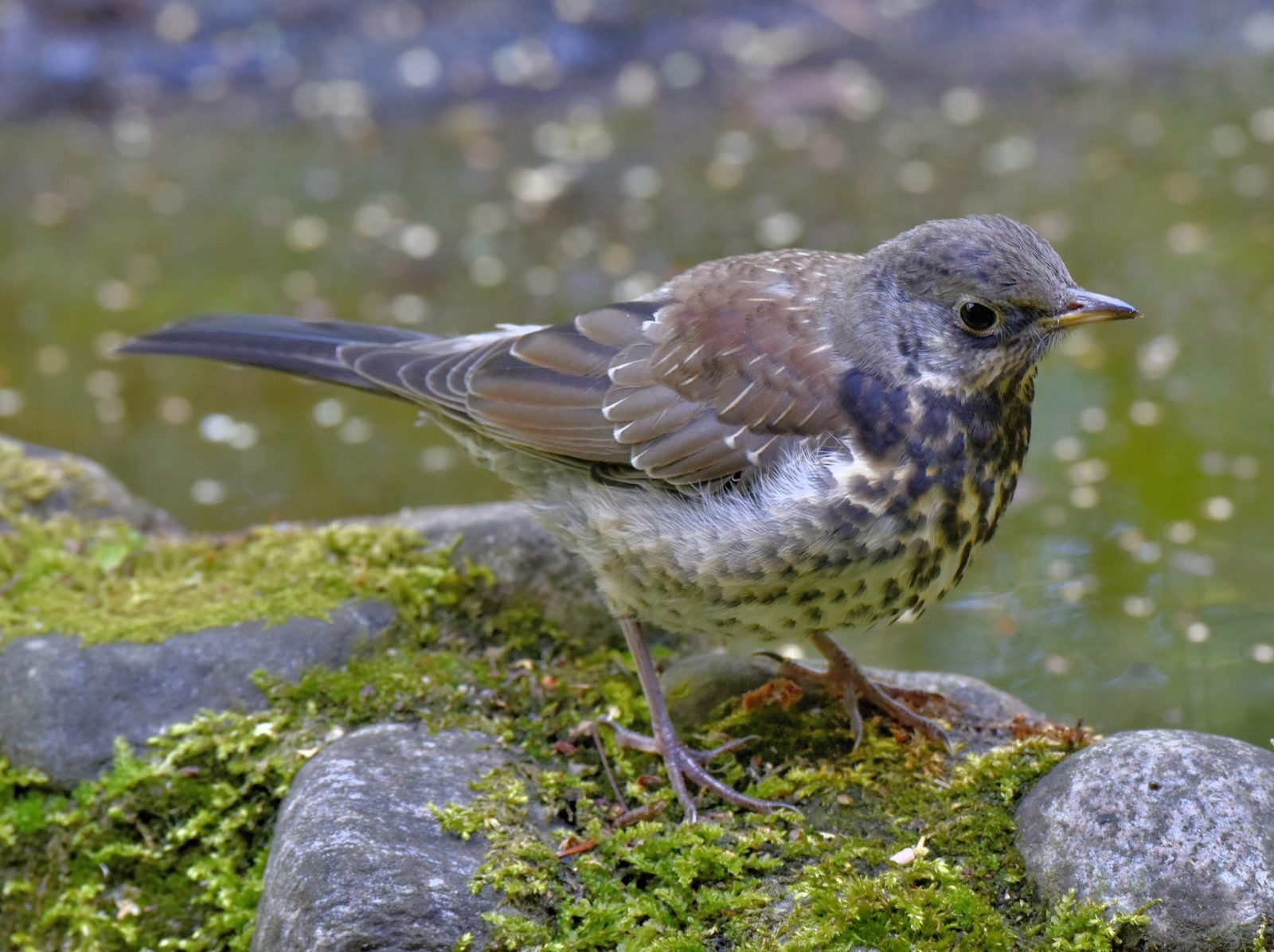 Valokuvaaja: Reijo Juurinen