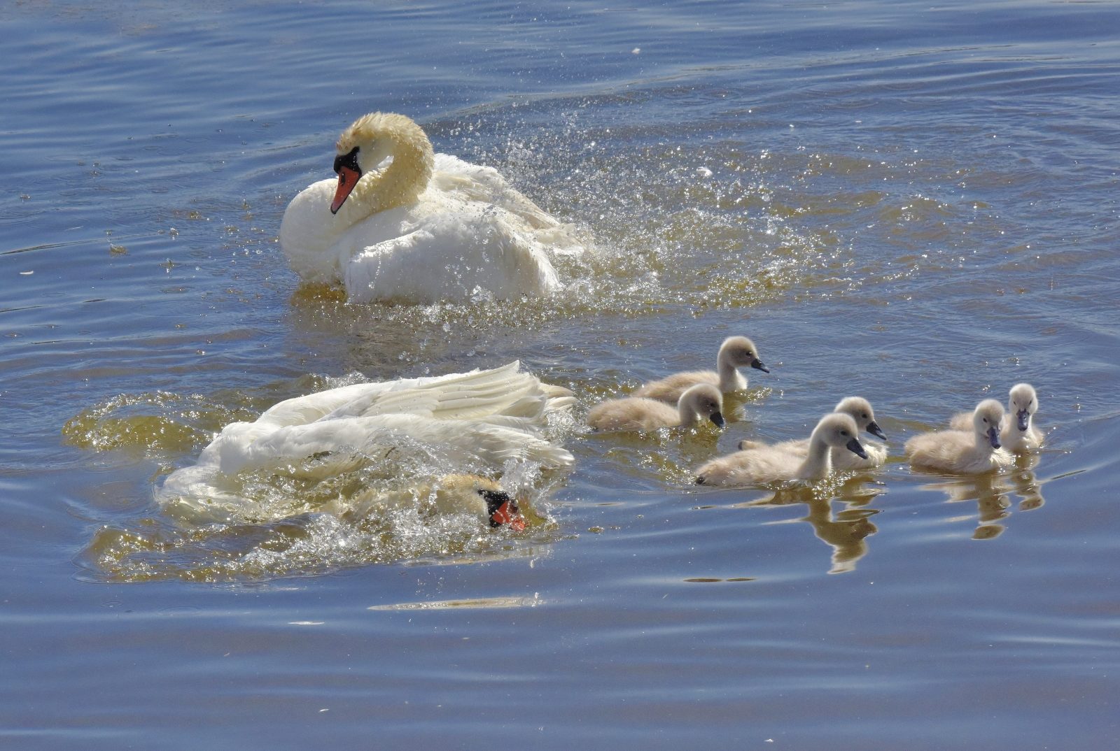 Valokuvaaja: Reijo Juurinen