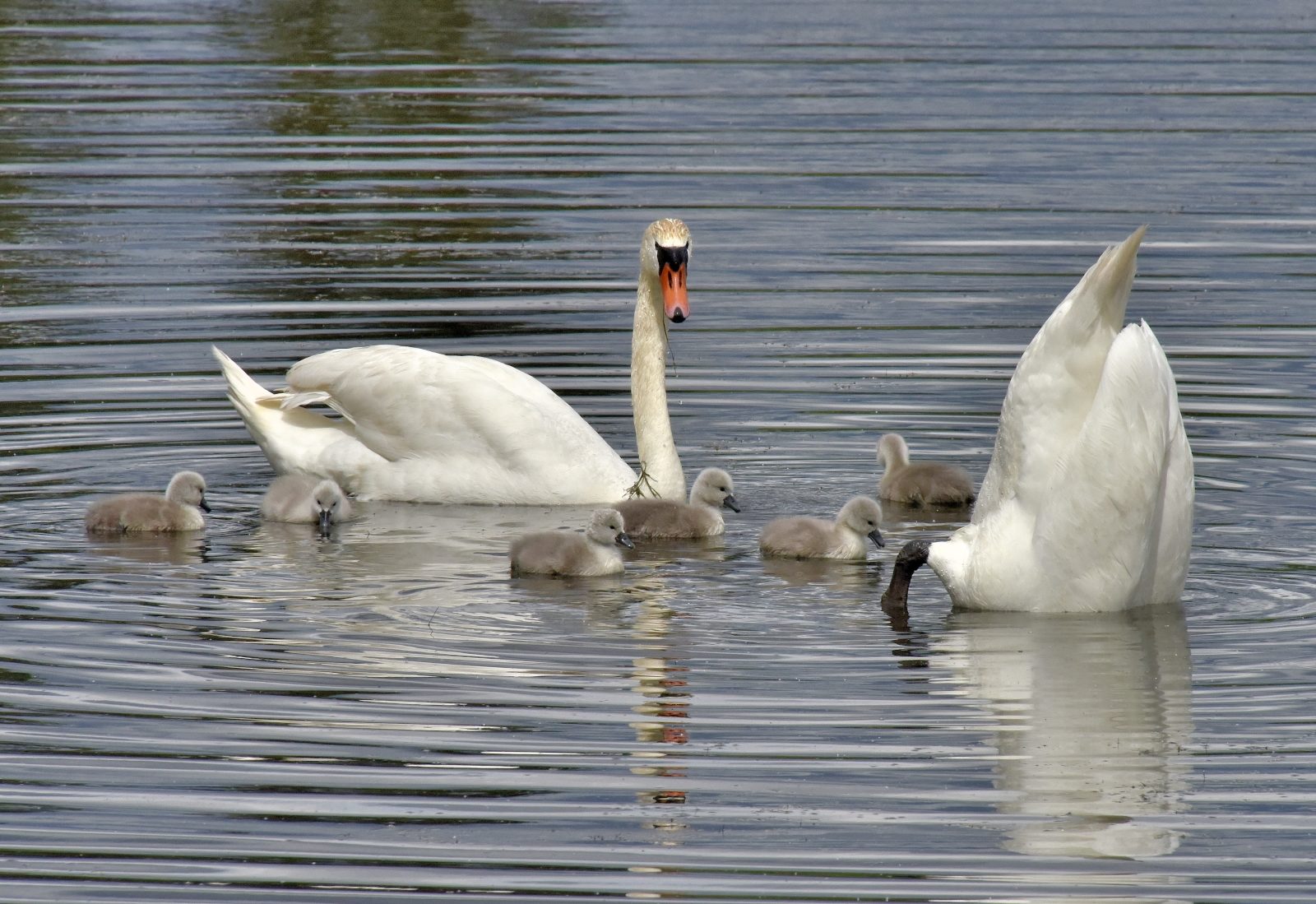 Valokuvaaja: Reijo Juurinen