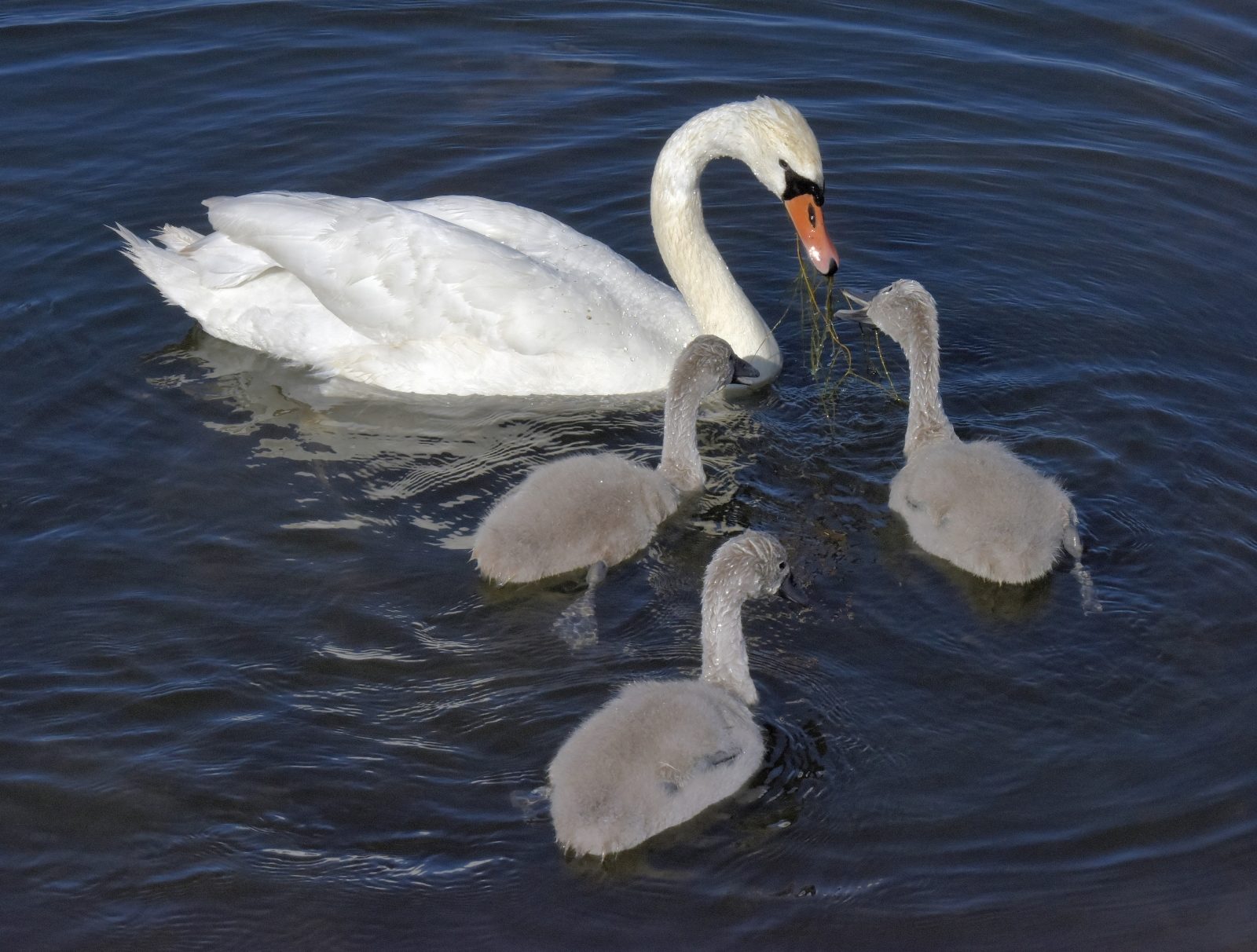 Valokuvaaja: Reijo Juurinen Valokuvaaja: Reijo Juurinen