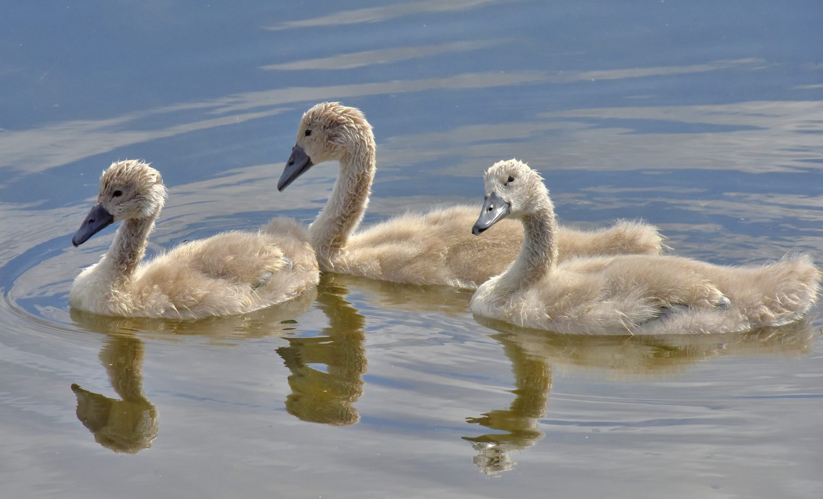 Valokuvaaja: Reijo Juurinen Valokuvaaja: Reijo Juurinen