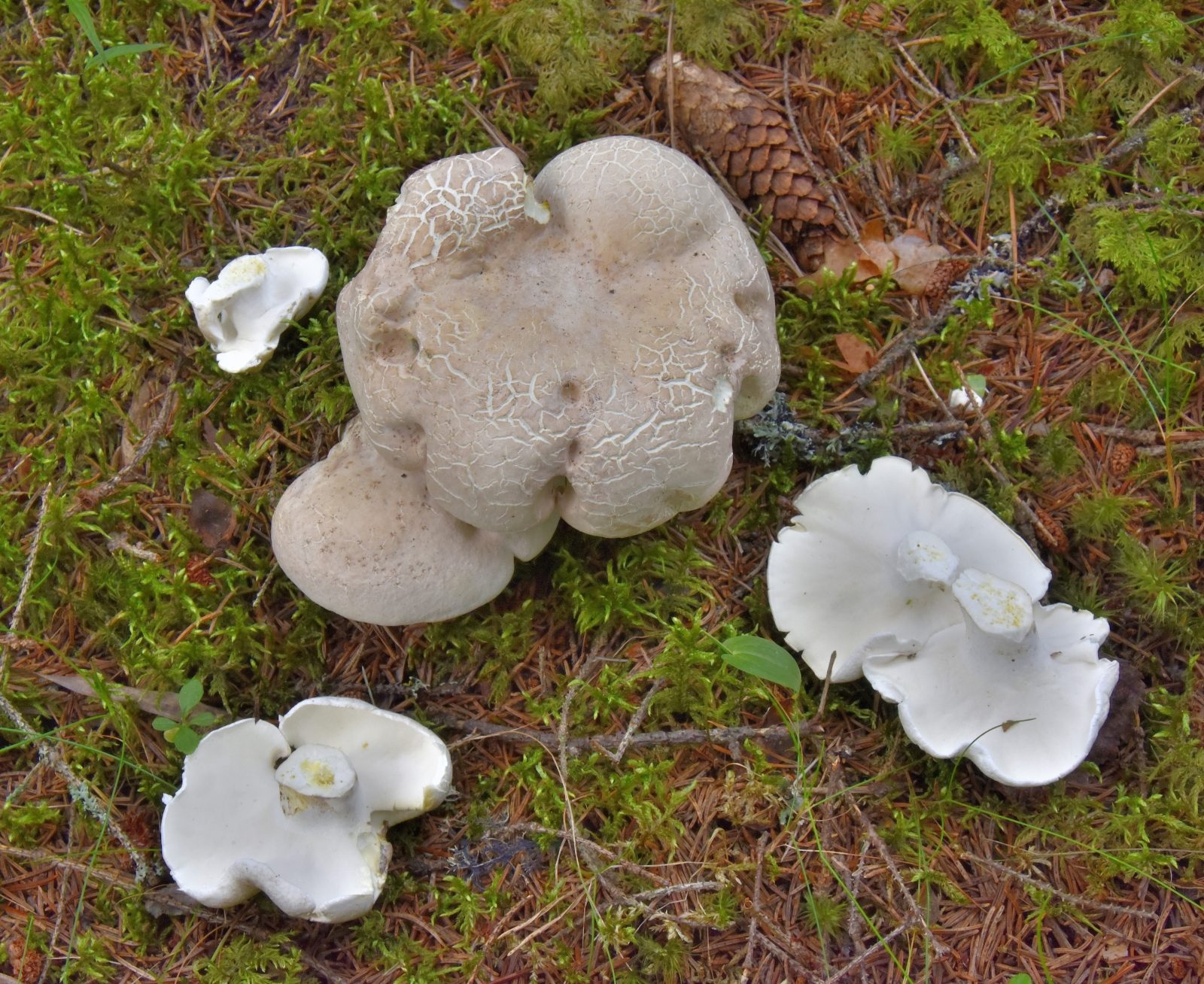 Valokuvaaja: Reijo Juurinen