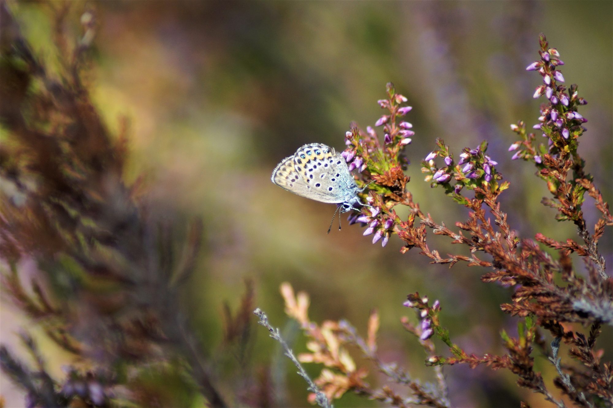 Valokuvaaja: Maarit Siitonen