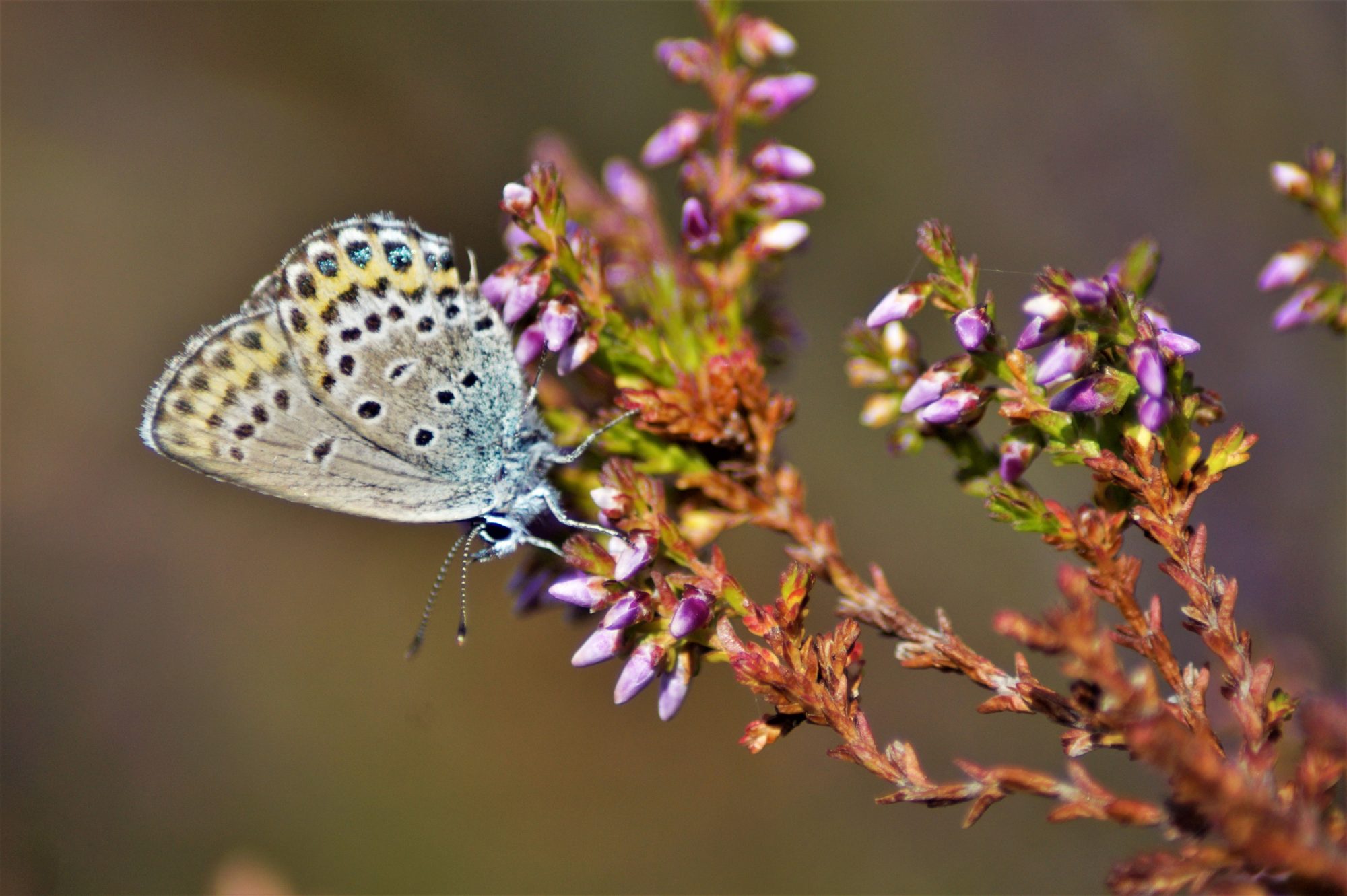 Valokuvaaja: Maarit Siitonen