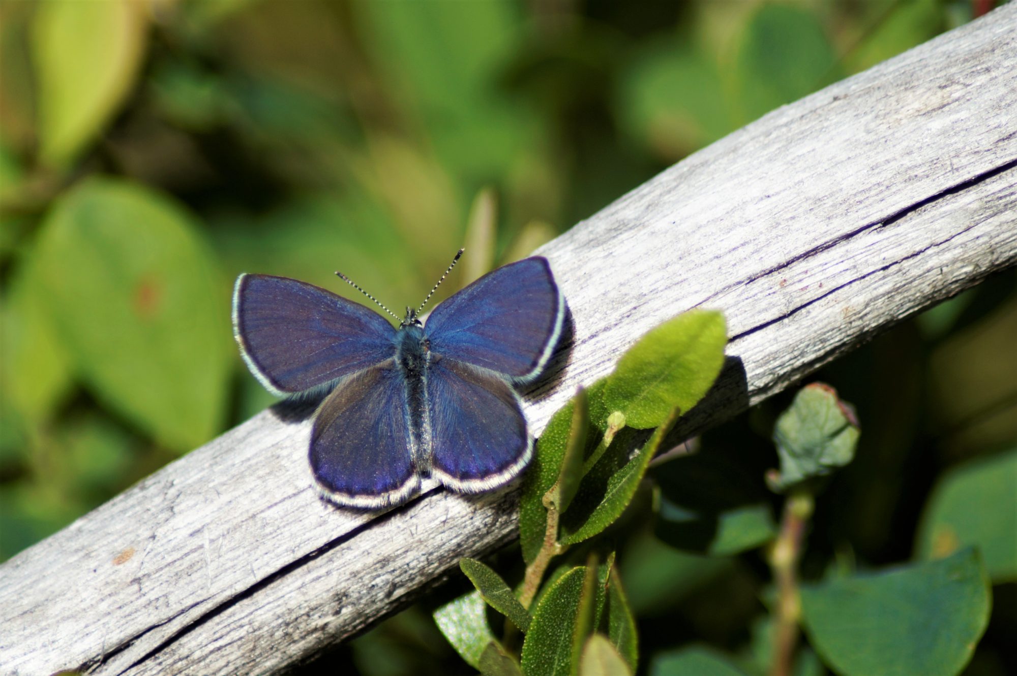 Valokuvaaja: Maarit Siitonen