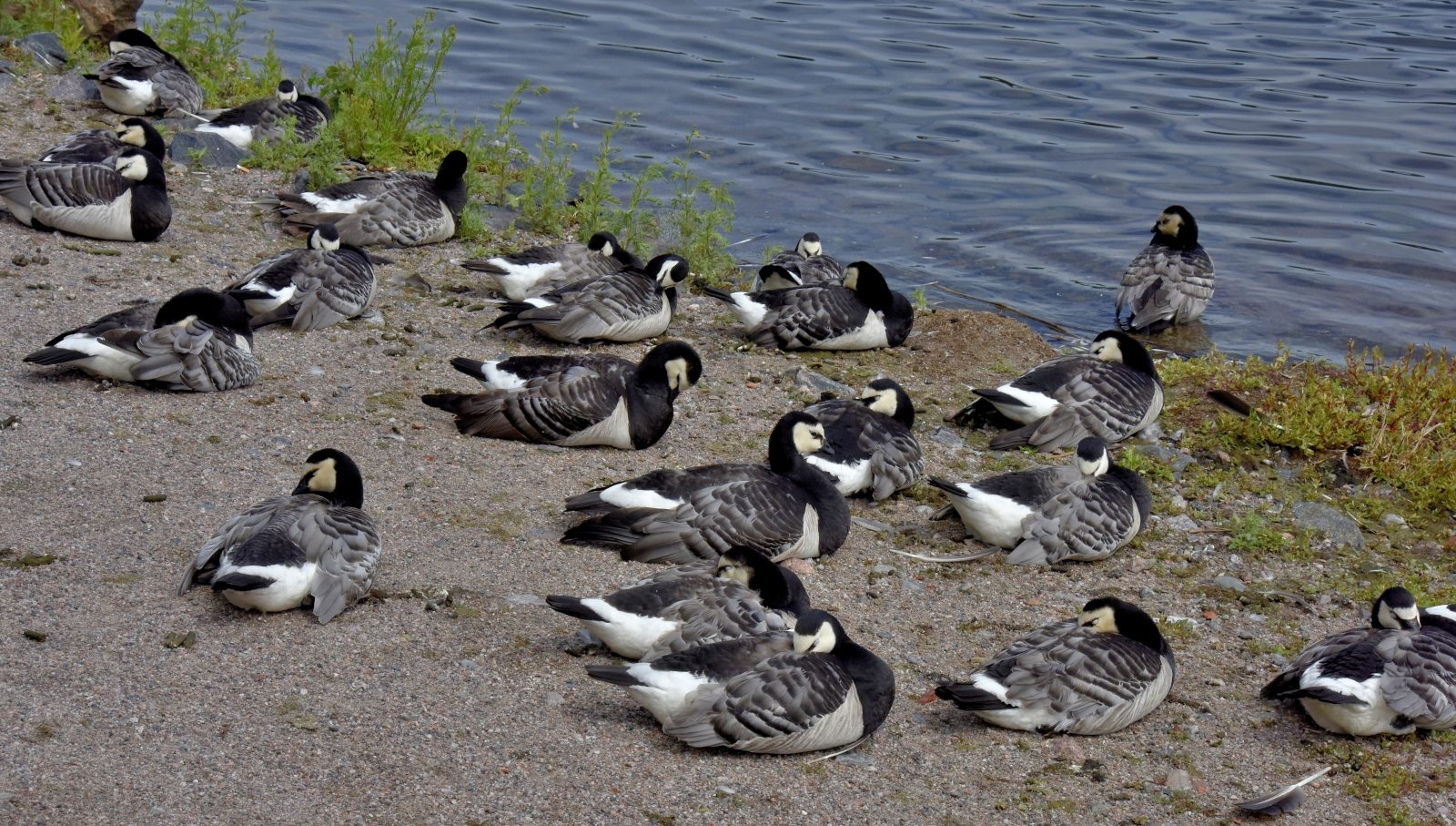 Valokuvaaja: Reijo Juurinen Valokuvaaja: Reijo Juurinen