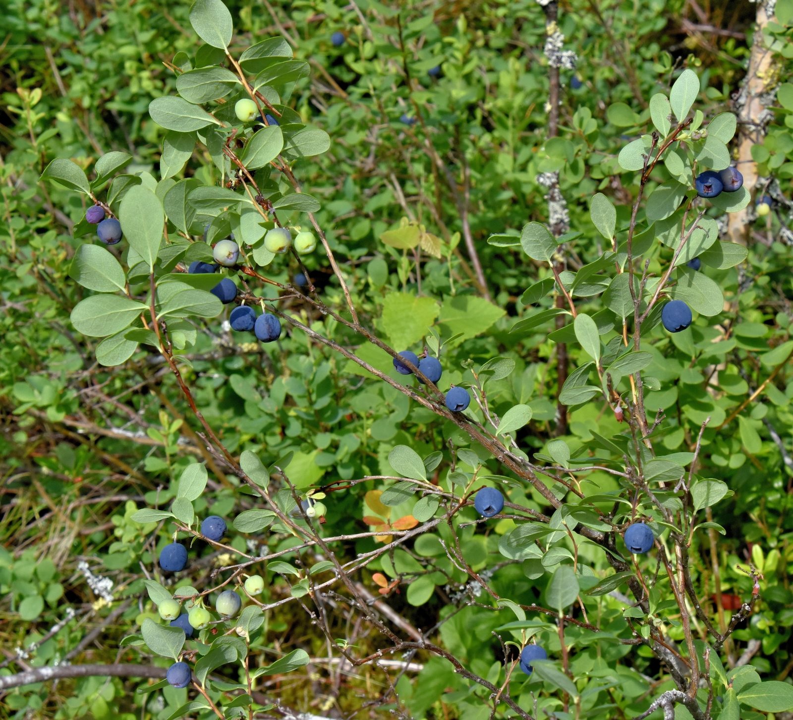 Valokuvaaja: Reijo Juurinen
