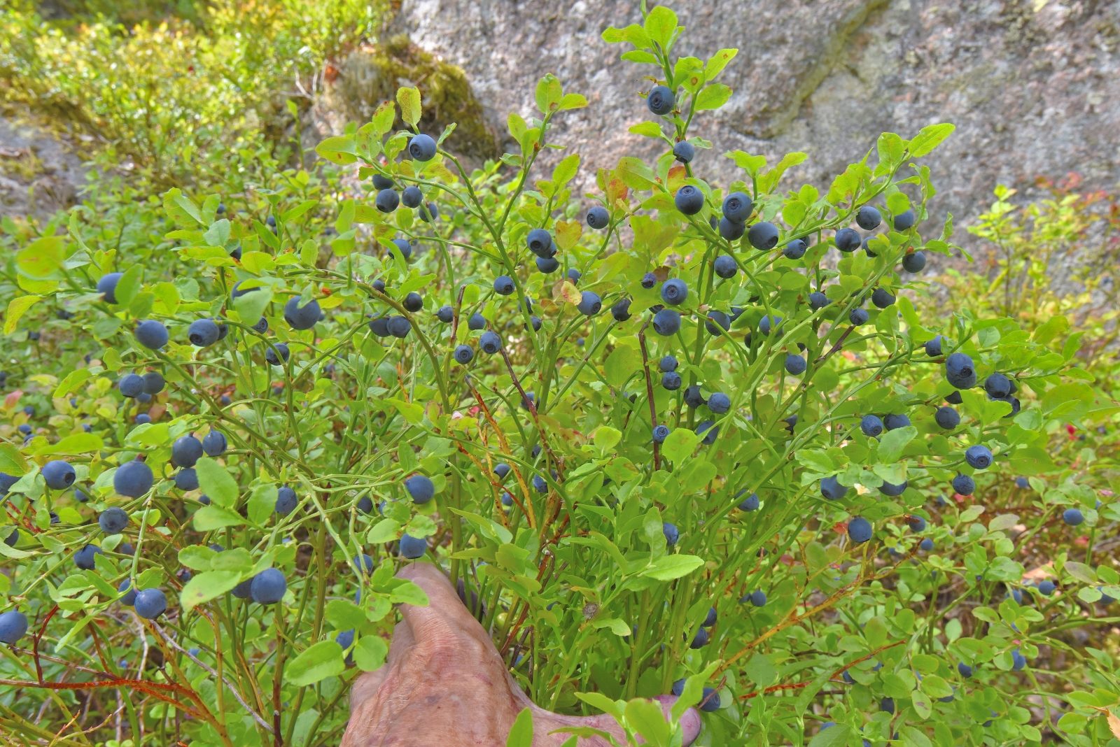 Valokuvaaja: Reijo Juurinen Valokuvaaja: Reijo Juurinen