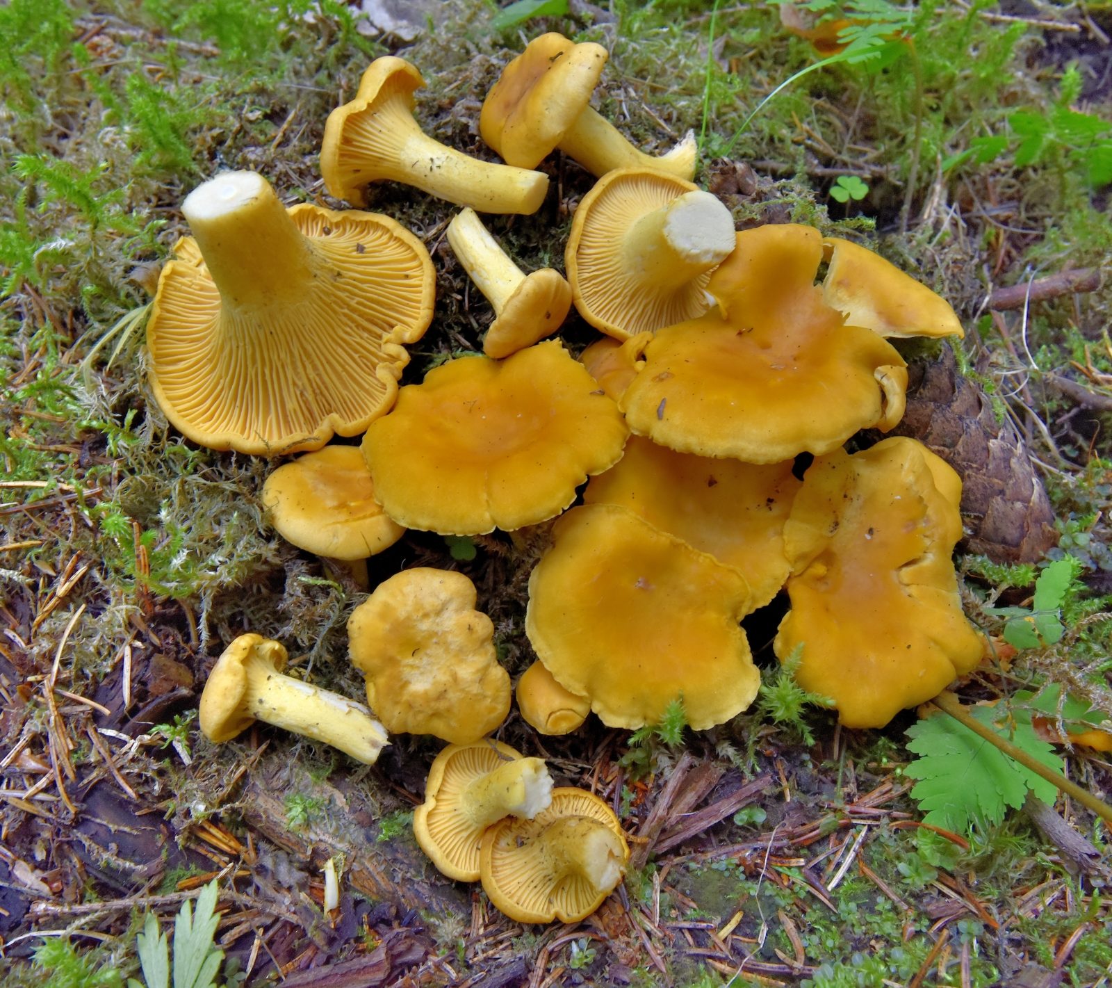 Valokuvaaja: Reijo Juurinen Valokuvaaja: Reijo Juurinen